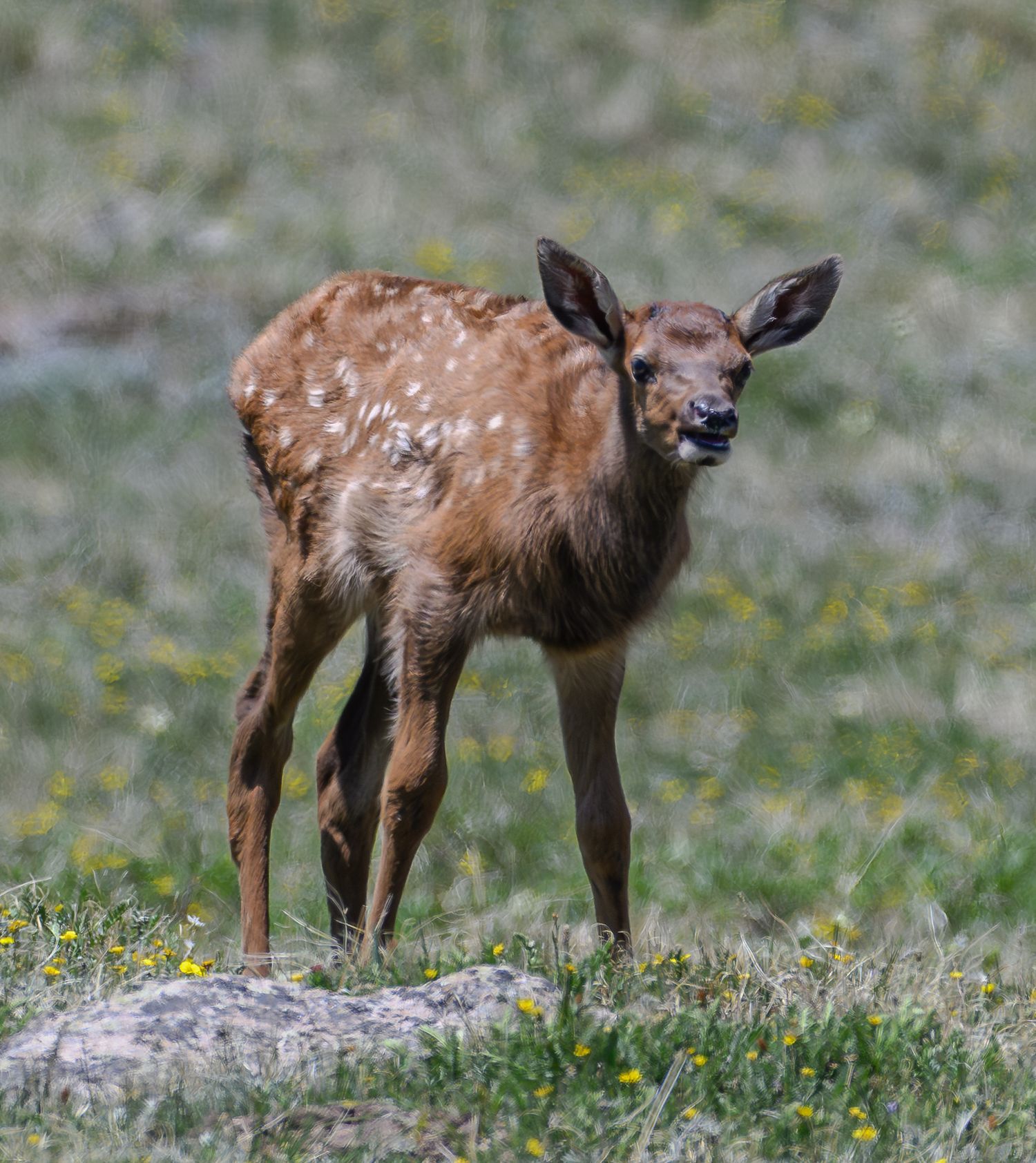 A spotted elk calf stands on a grassy meadow, looking curiously at the camera.
