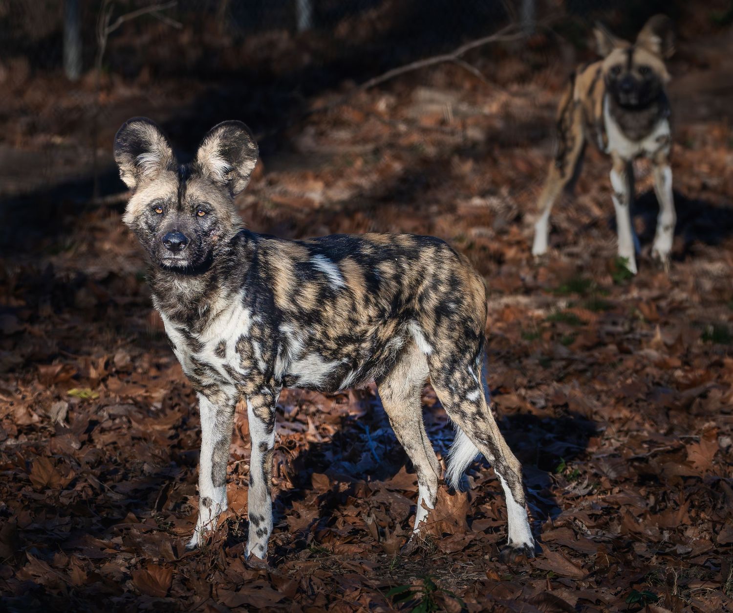 Two African wild dogs with mottled coats stand alert in a forest.