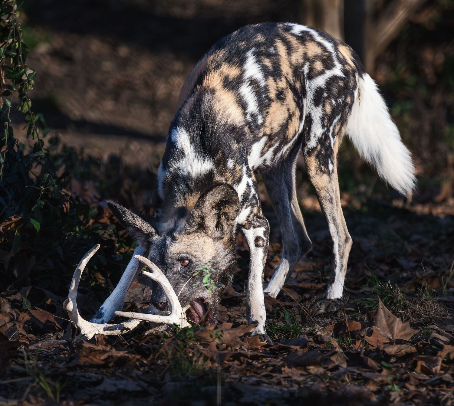 An African wild dog with distinctive spotted coat sniffs a deer skull among fallen autumn leaves.