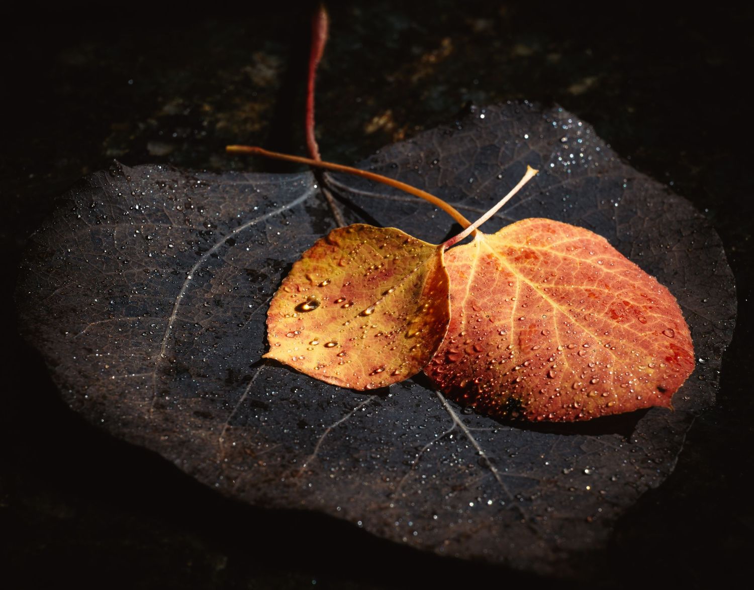 Two colorful autumn aspen leaves in red and gold resting on a wet dark rock.