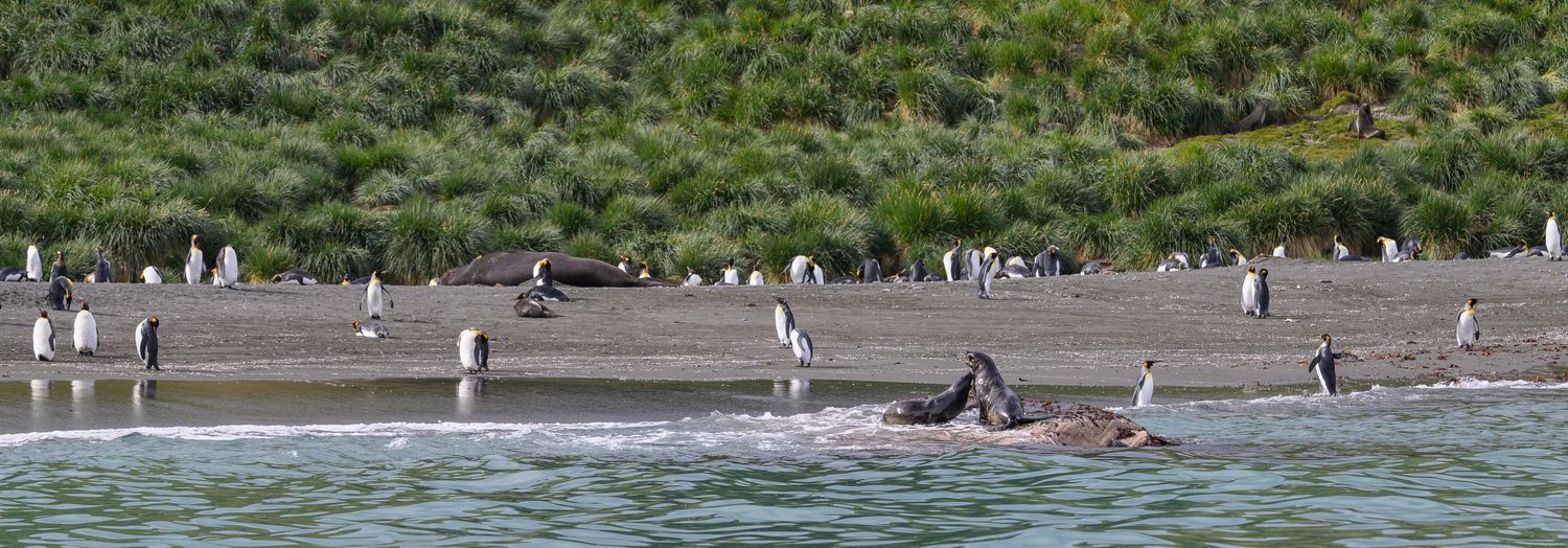 A colony of penguins and resting seals share a sandy beach surrounded by lush green coastal vegetation.
