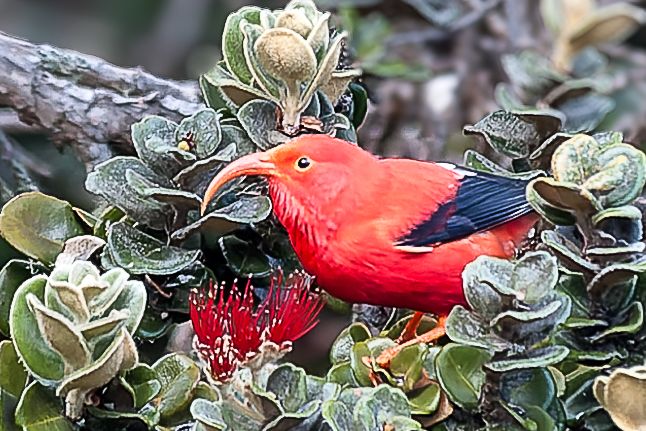 Brilliant scarlet iiwi honeycreeper feeding on red ohia lehua blossoms in its native Hawaiian forest habitat.