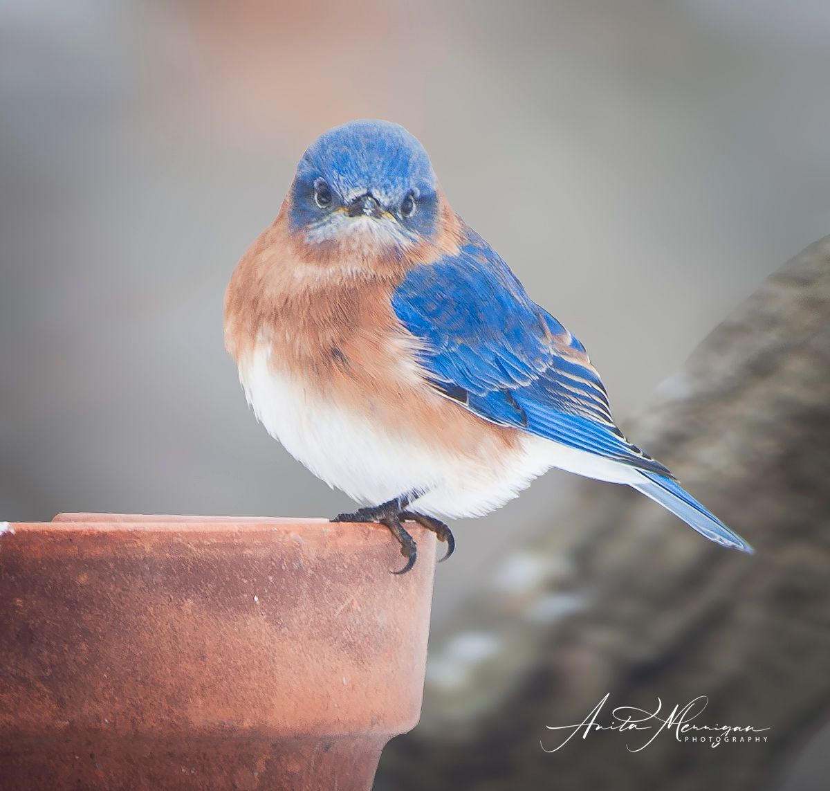 A vibrant Eastern Bluebird with blue and orange plumage perched on a rustic terracotta pot.
