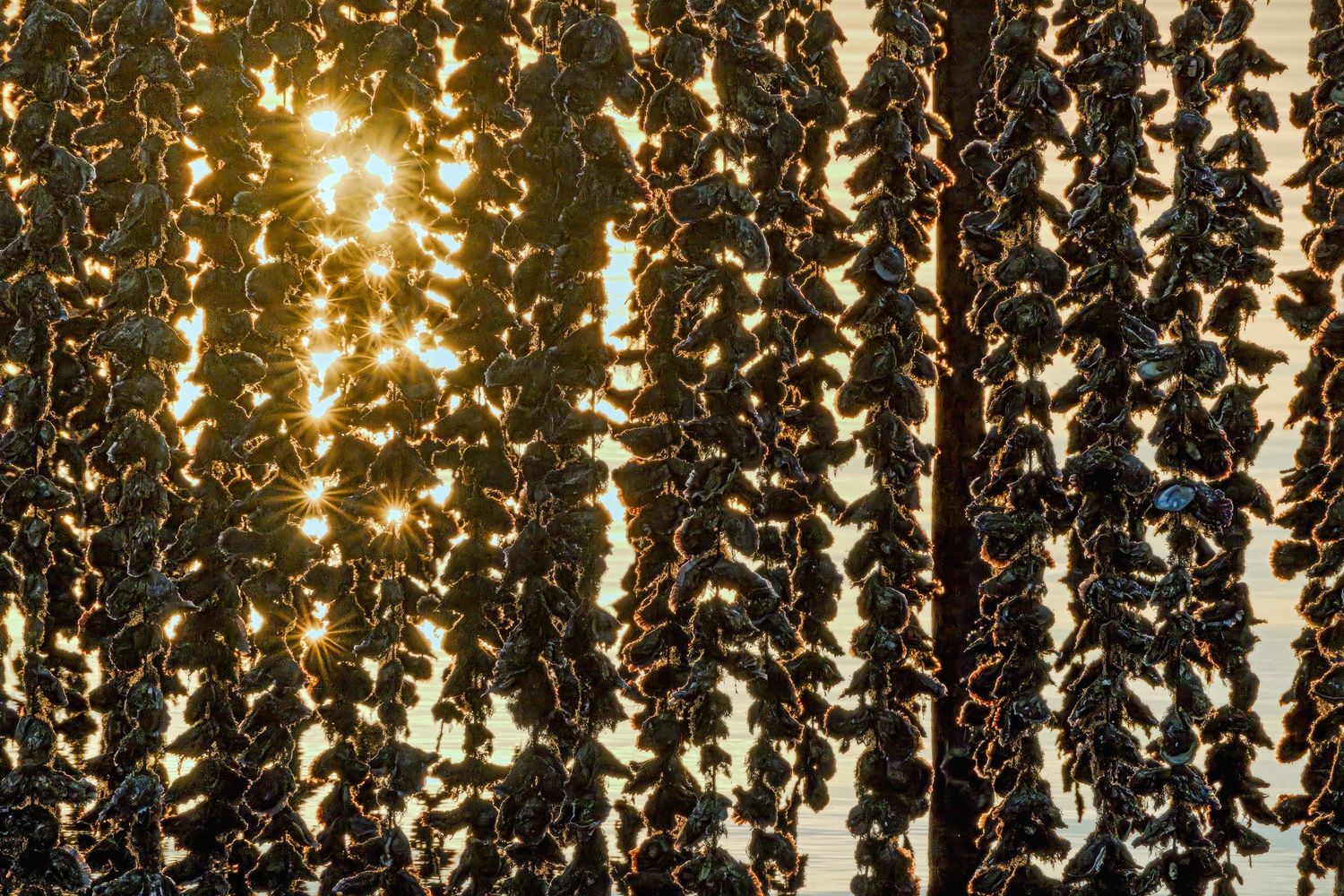 Sunlight streams through hanging strands of dried leaves creating a golden backlit curtain pattern.