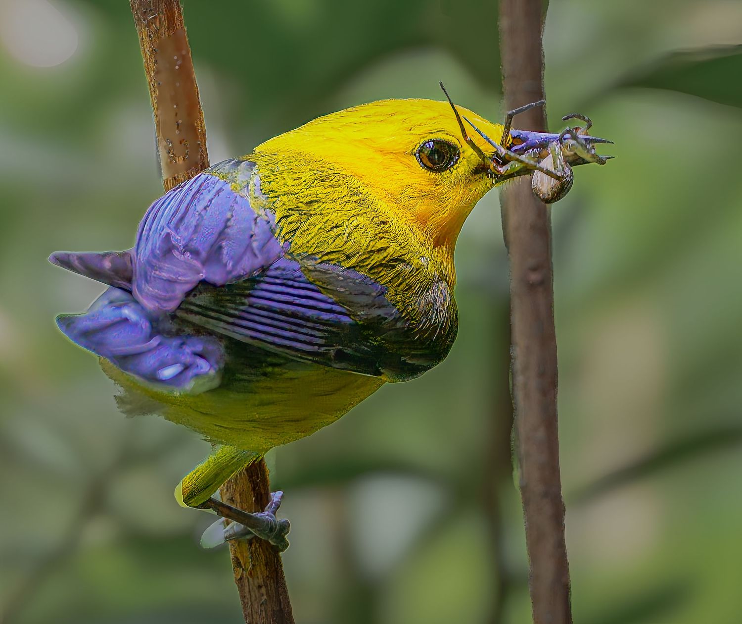 Vibrant yellow and purple prothonotary warbler perched on a branch holding an insect.