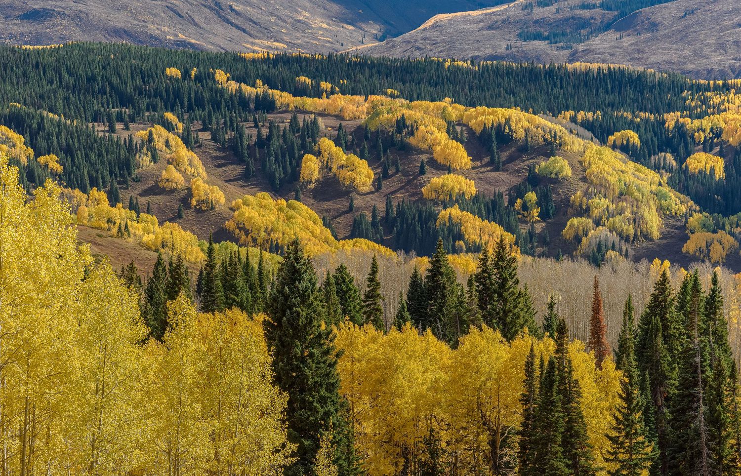 Vibrant golden aspen trees mixed with evergreens on a Colorado mountain slope in fall.