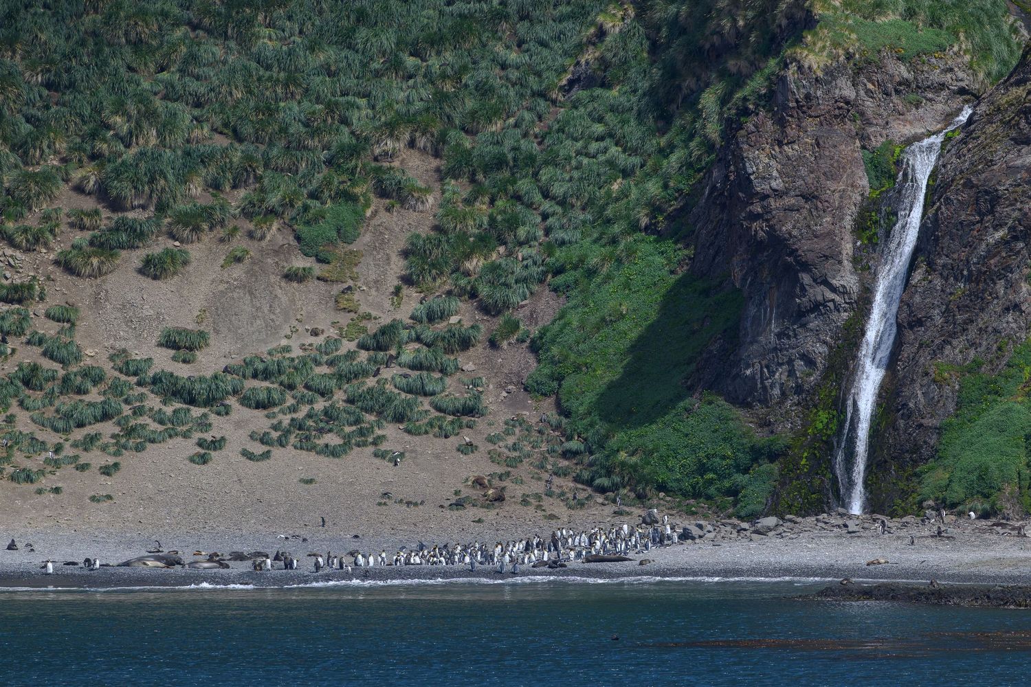 A colony of penguins on a rocky beach beside a tall waterfall and green cliffside.