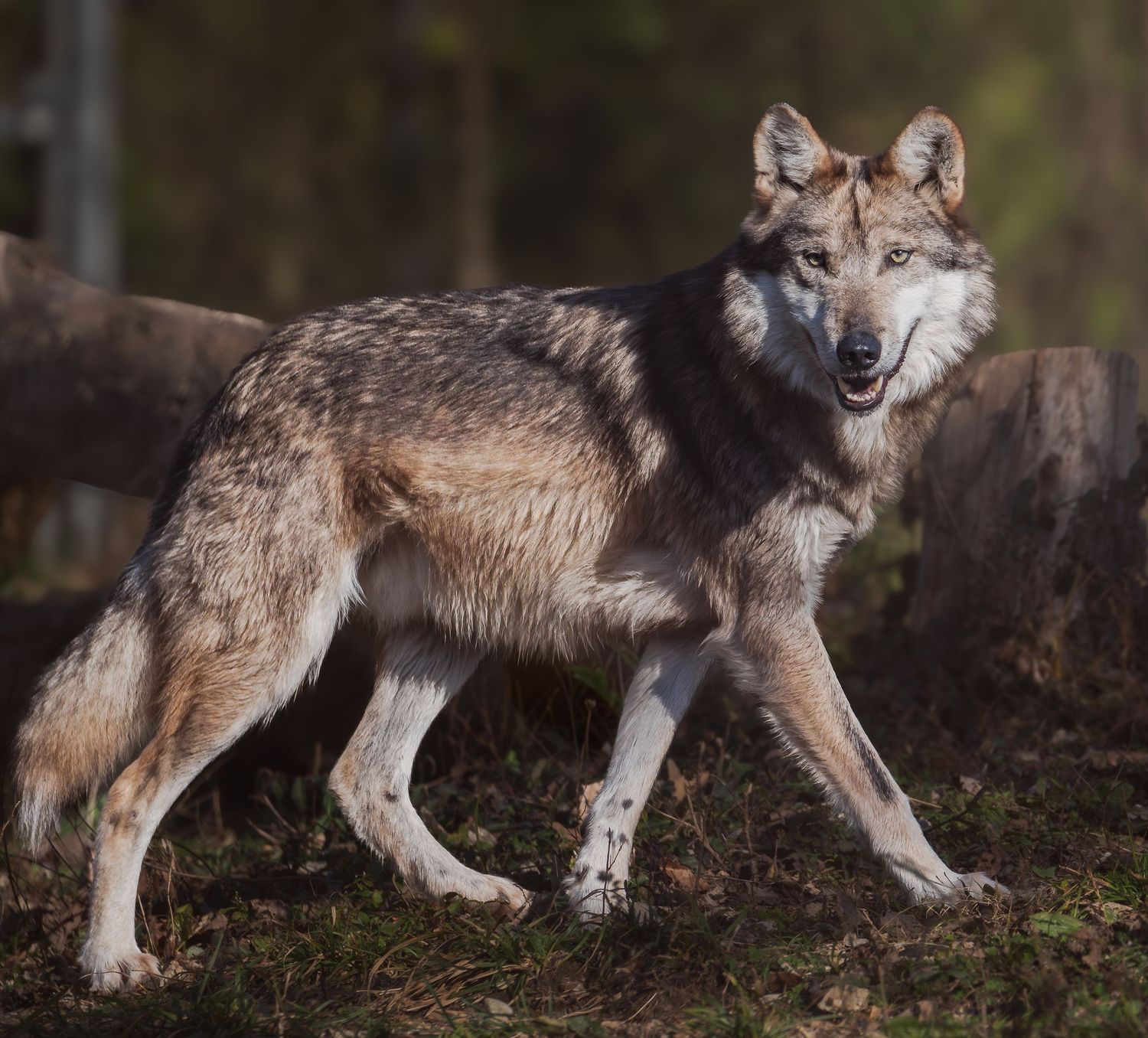 A gray wolf walks through a forest clearing, displaying its thick fur coat and alert expression.