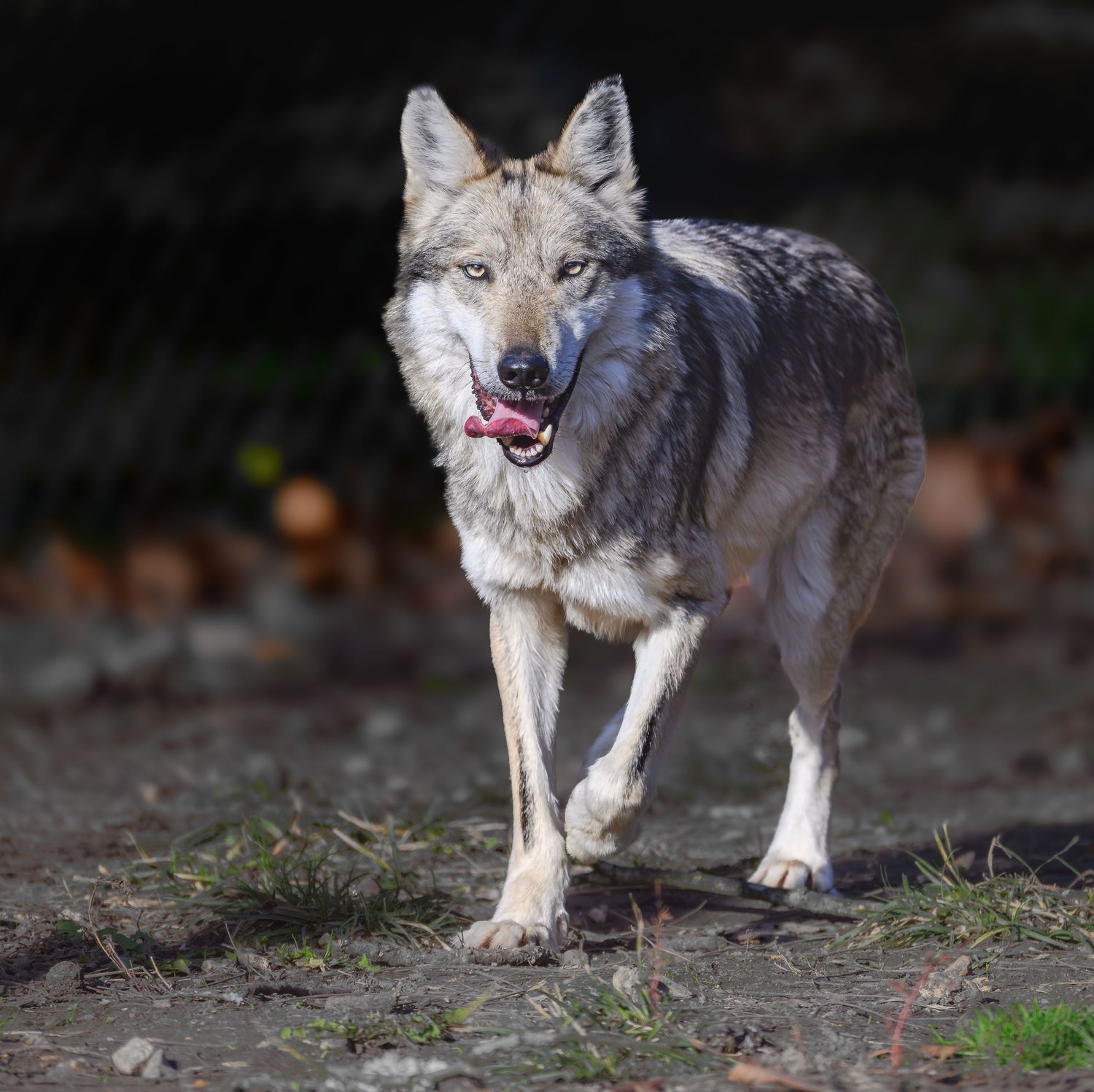 A gray wolf trots forward with tongue out in a natural outdoor setting.