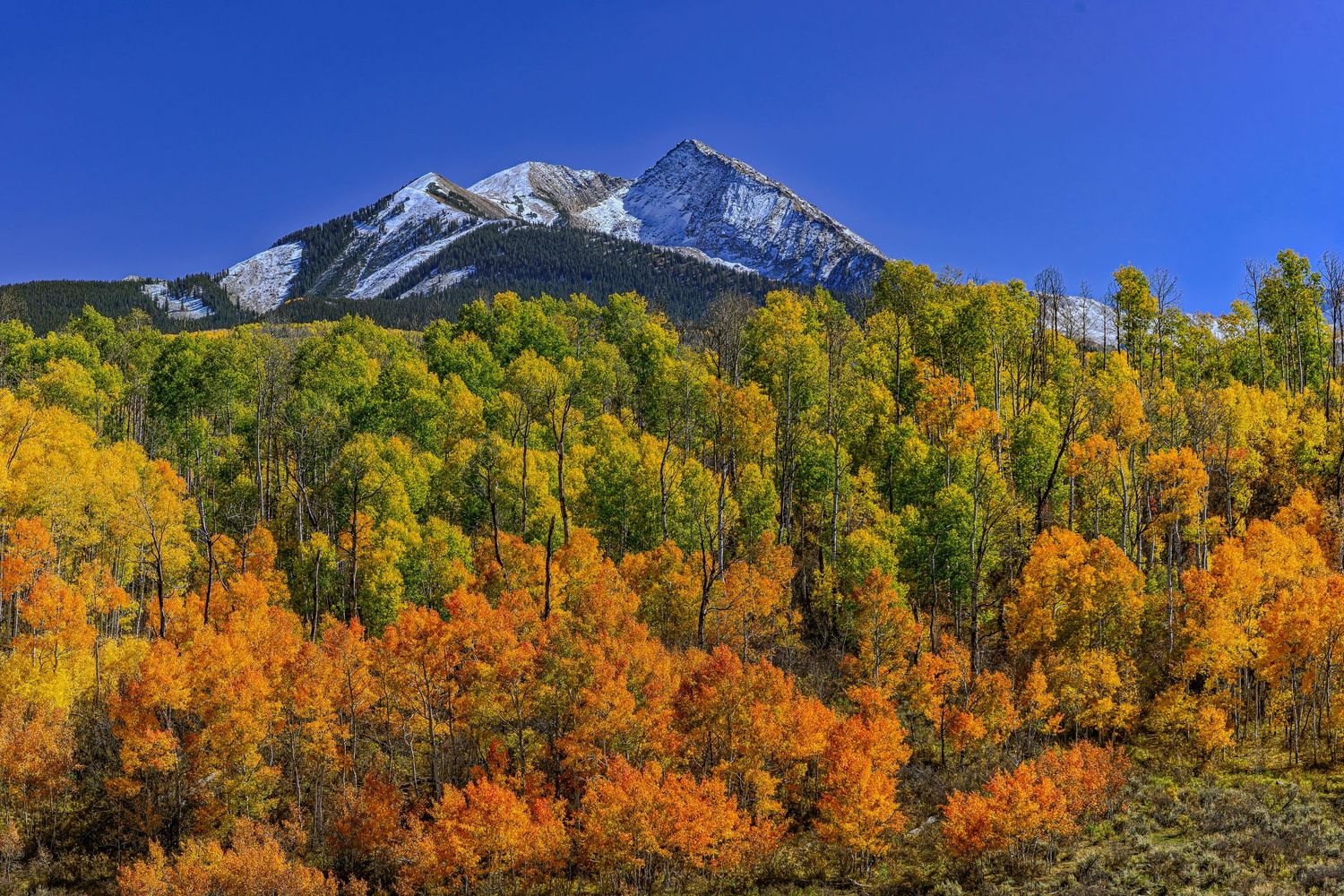 Snow-dusted mountain peak rises above a colorful hillside of orange and yellow autumn aspens under a clear blue sky.