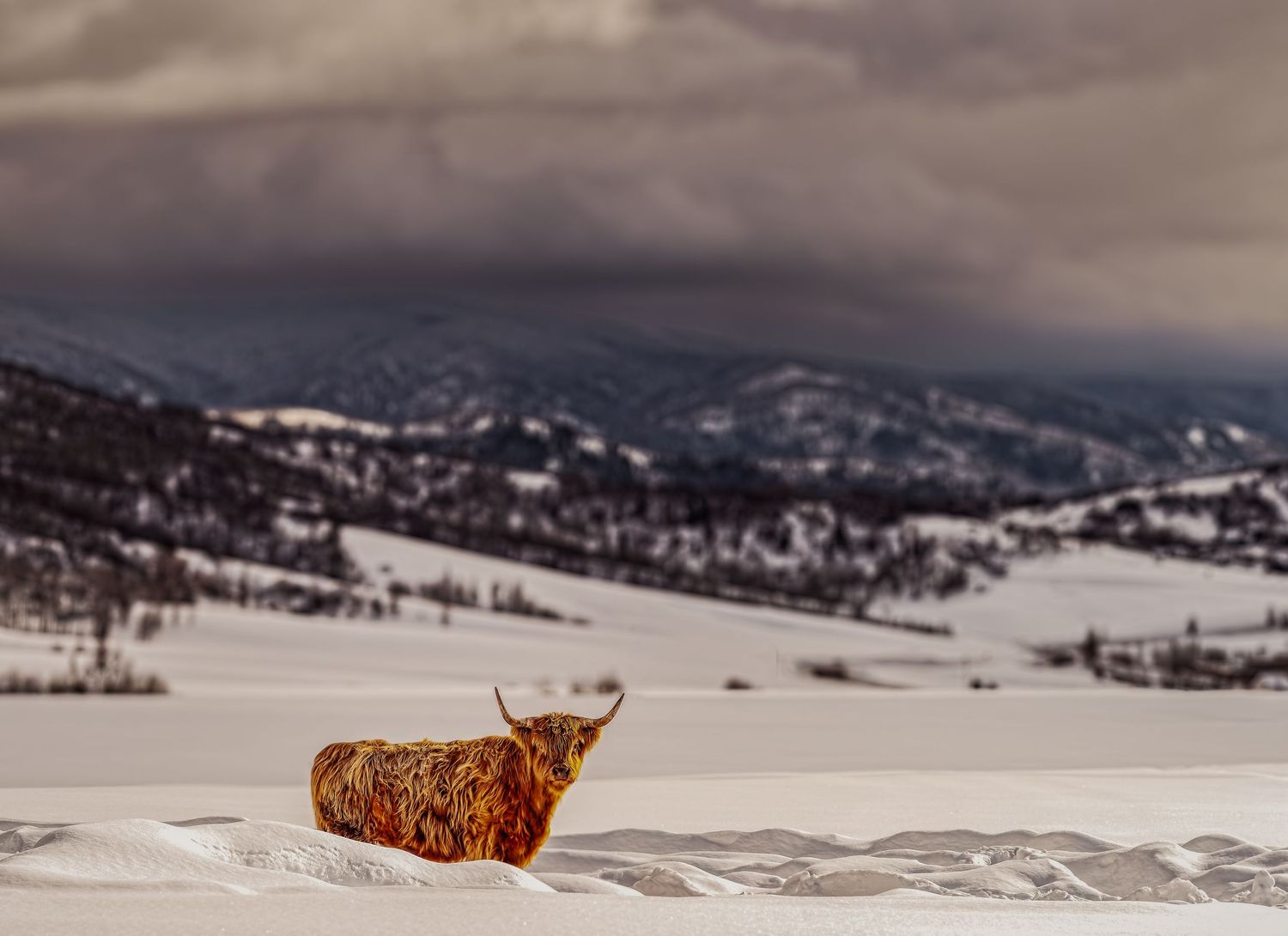 A shaggy Highland cow stands alone in a vast snowy winter landscape under stormy skies.