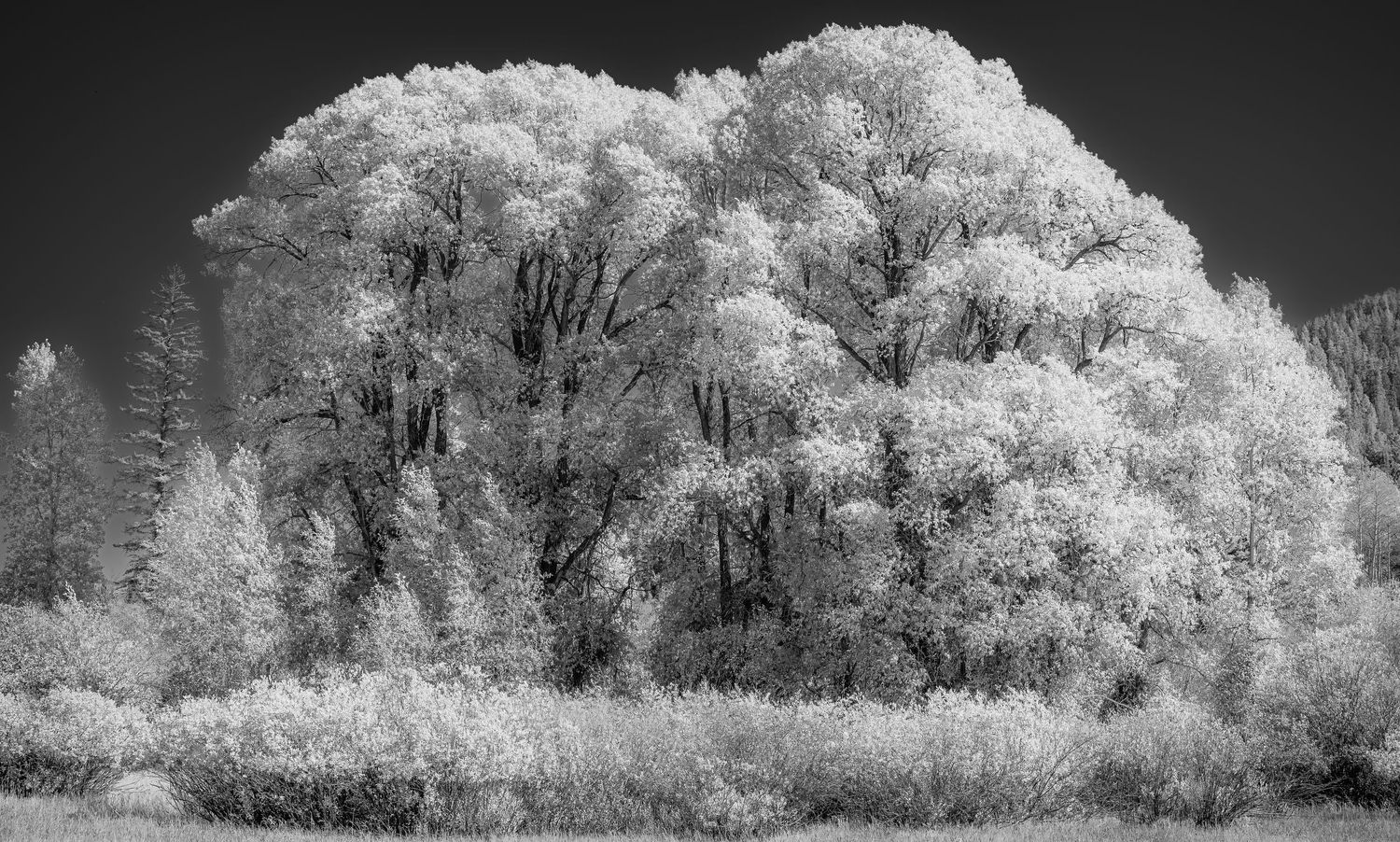 Black and white infrared photo of a large dense tree cluster in an open field landscape.