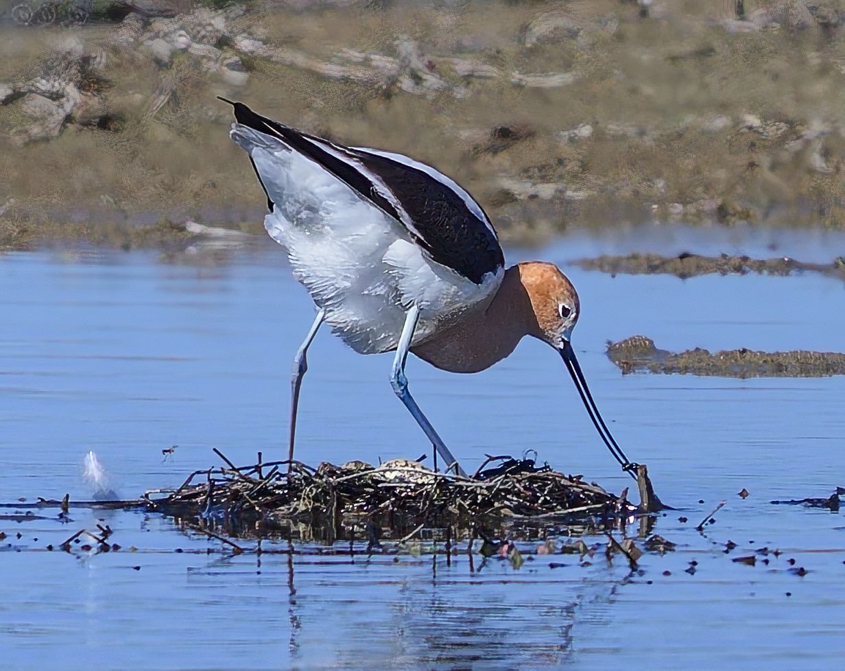 American avocet tending nest on small island in shallow blue water.