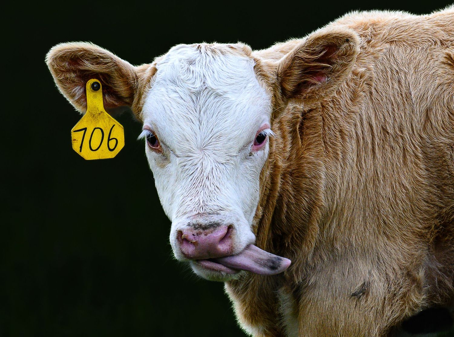 A brown and white calf with a yellow ear tag numbered 706 sticks out its tongue.