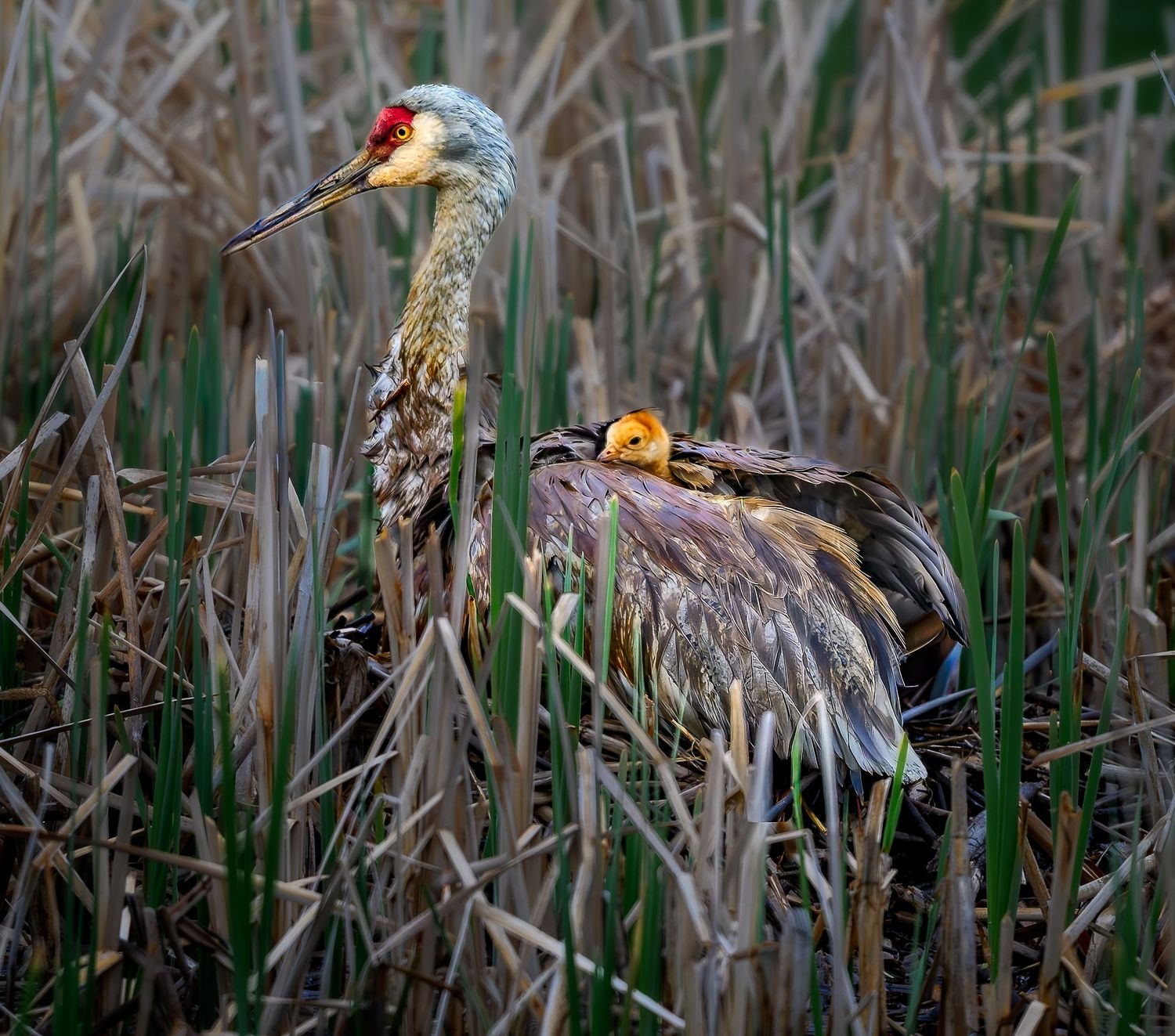 Sandhill crane with red crown stands among tall reeds, with a chick nestled on its back in a marsh habitat.