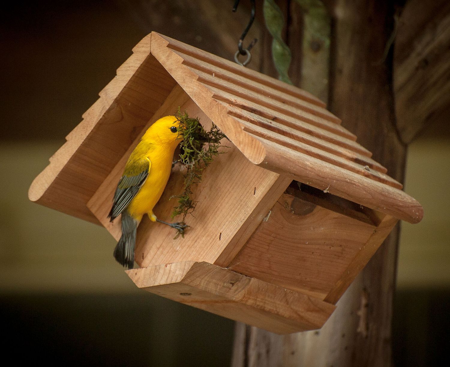 Bright yellow prothonotary warbler perched at entrance of wooden birdhouse gathering nesting material.