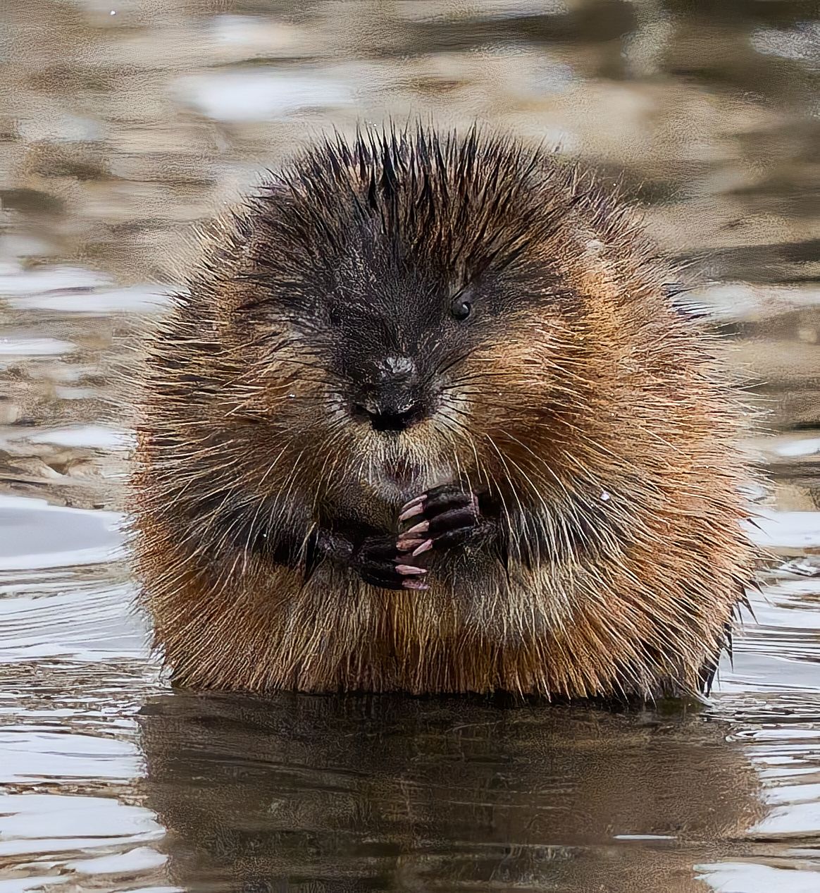 A plump beaver sits upright in shallow water, holding its paws together in a cute pose.