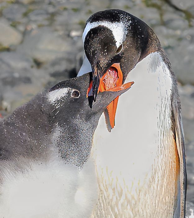 A close-up of a Gentoo penguin chick being fed by its parent, beaks open wide.