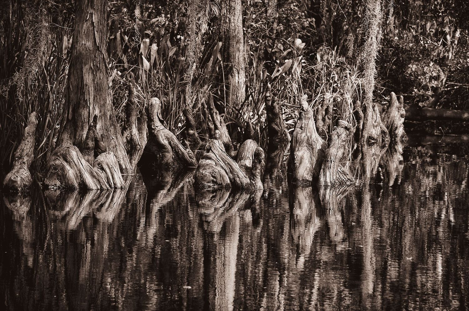 Sepia toned photograph of ancient cypress tree roots and trunks reflected symmetrically in calm swamp water.