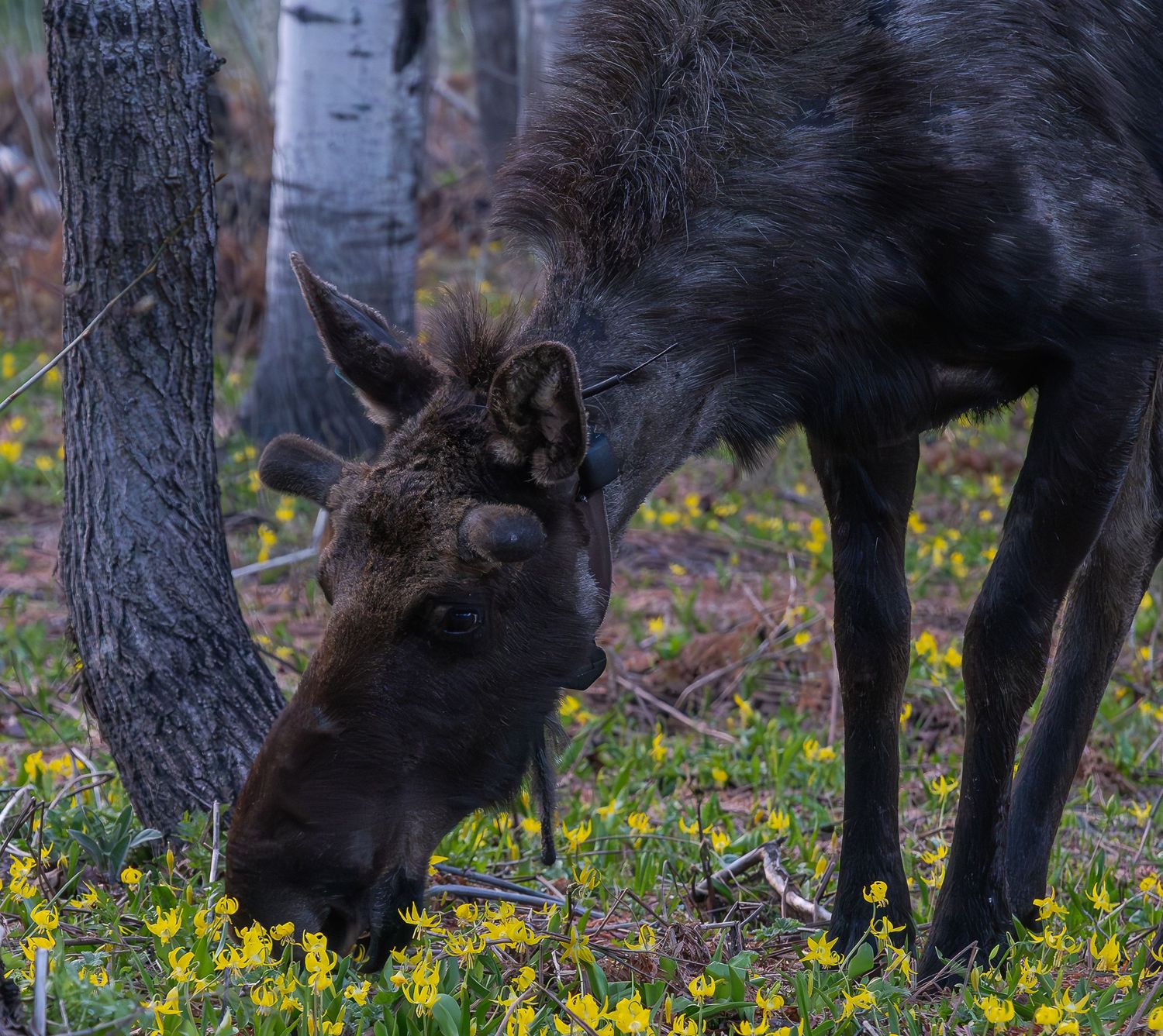 A young moose calf grazes on yellow wildflowers in a forest clearing among birch trees.
