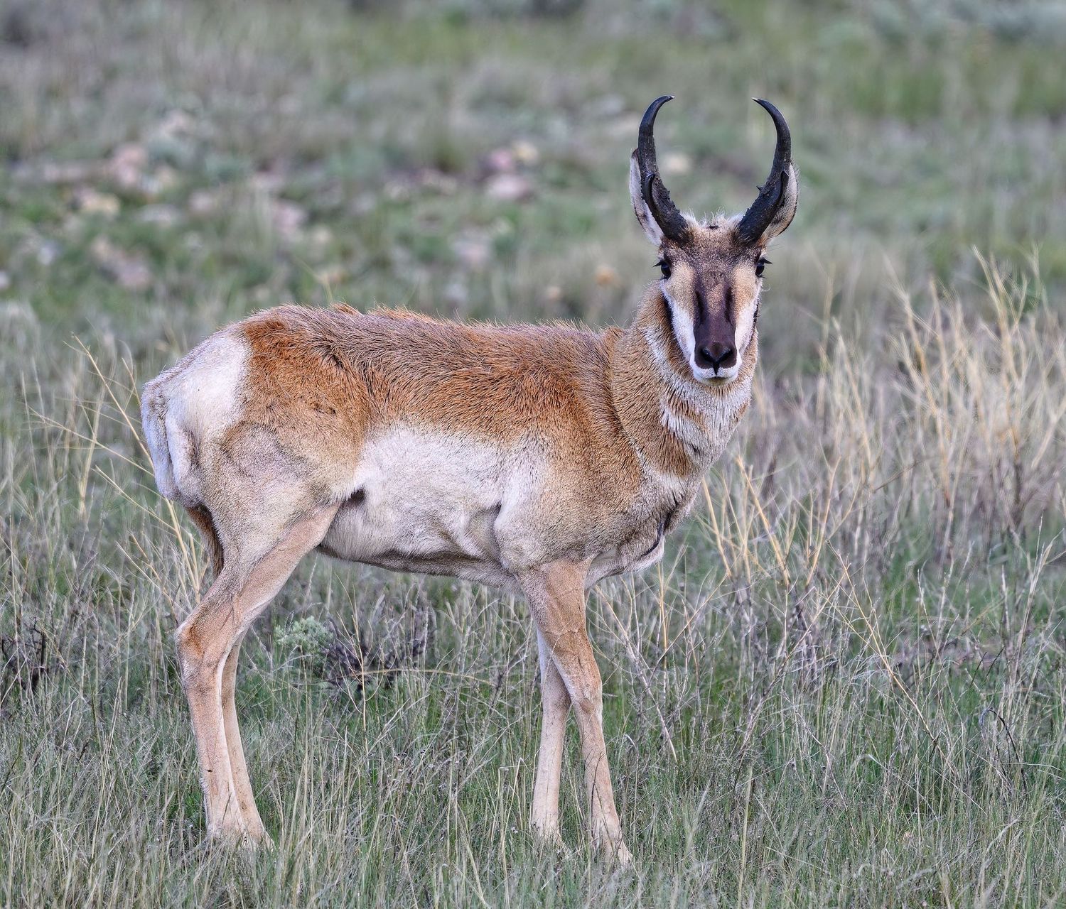 A pronghorn antelope with curved black horns stands alert in a grassy prairie field.