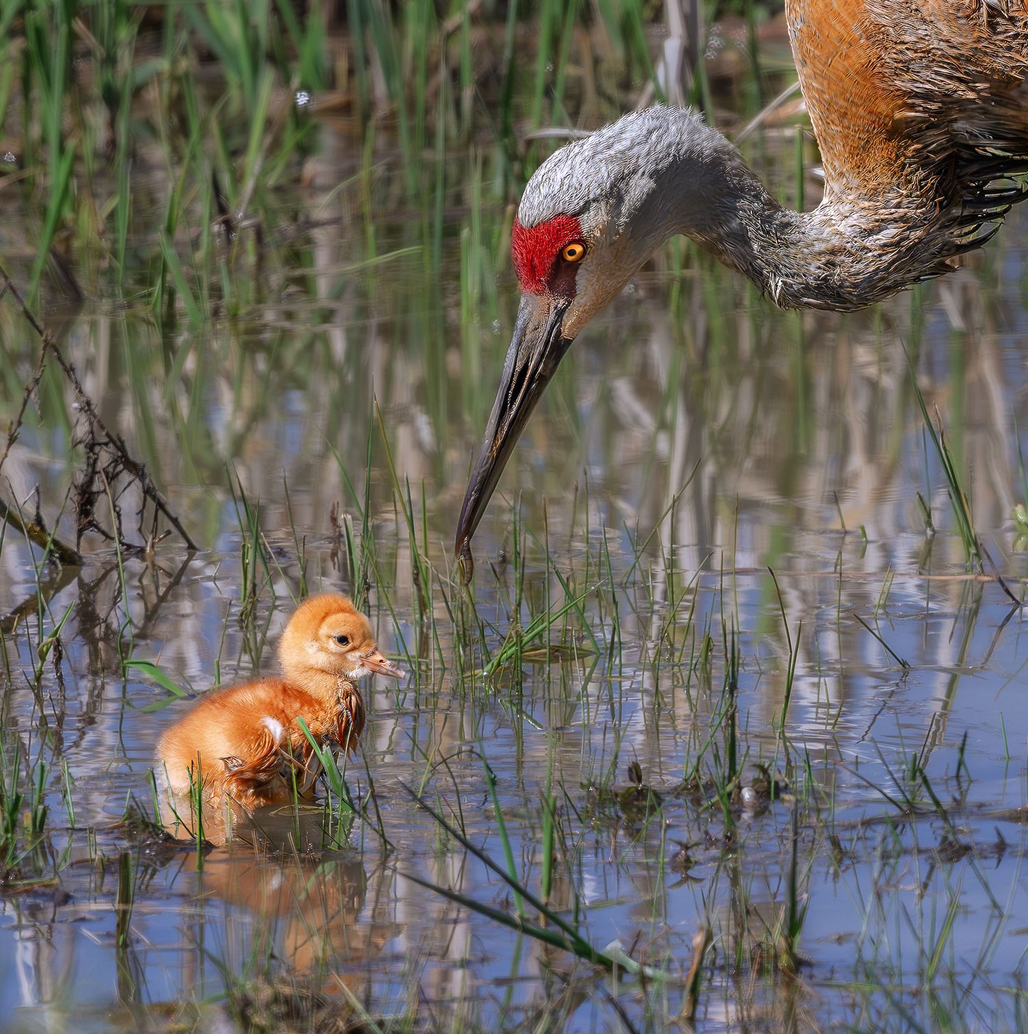 A sandhill crane with red cap feeds its fluffy orange chick in a shallow marsh.