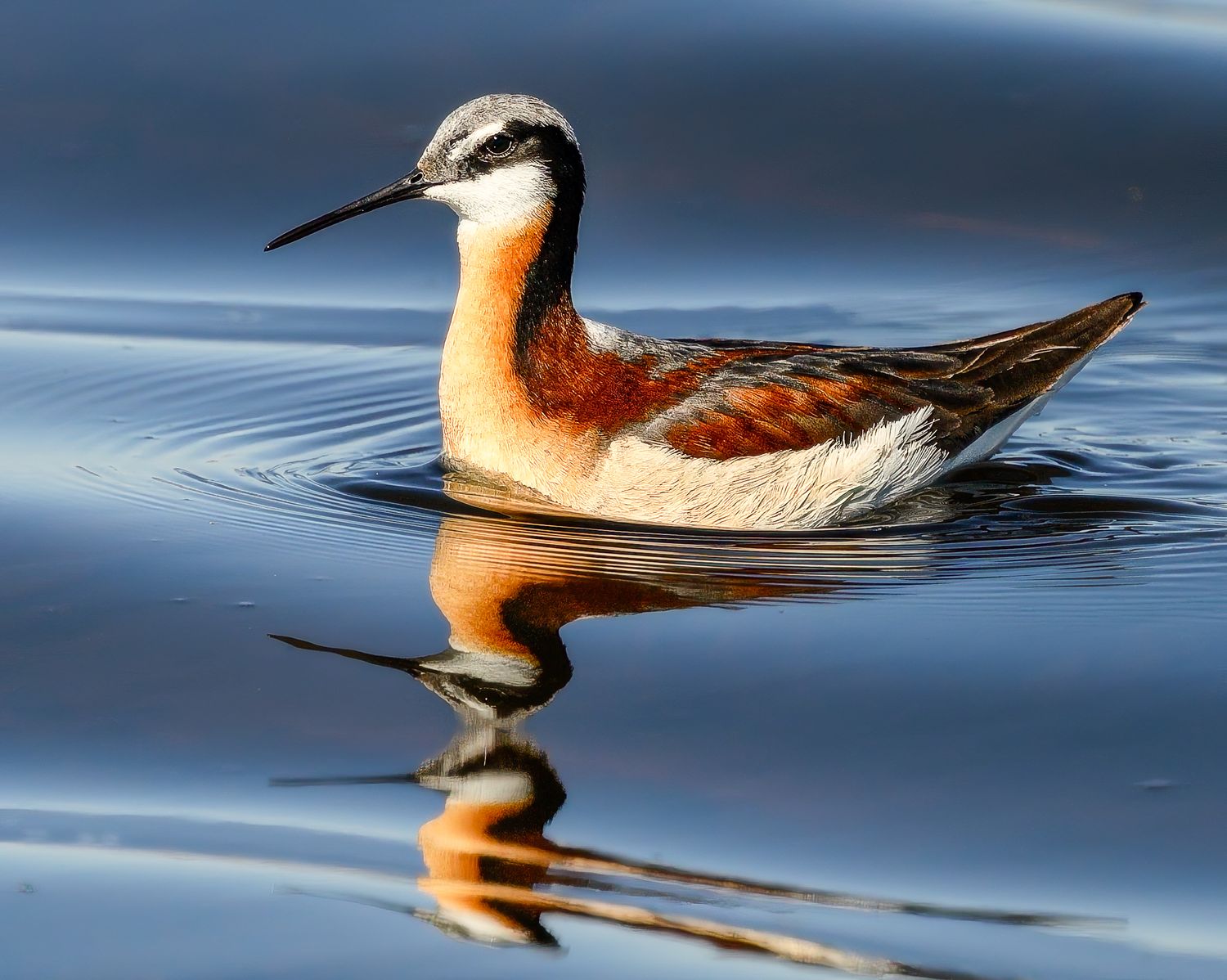A Wilson's phalarope with vibrant rust and white plumage swims gracefully on calm blue water with reflection.