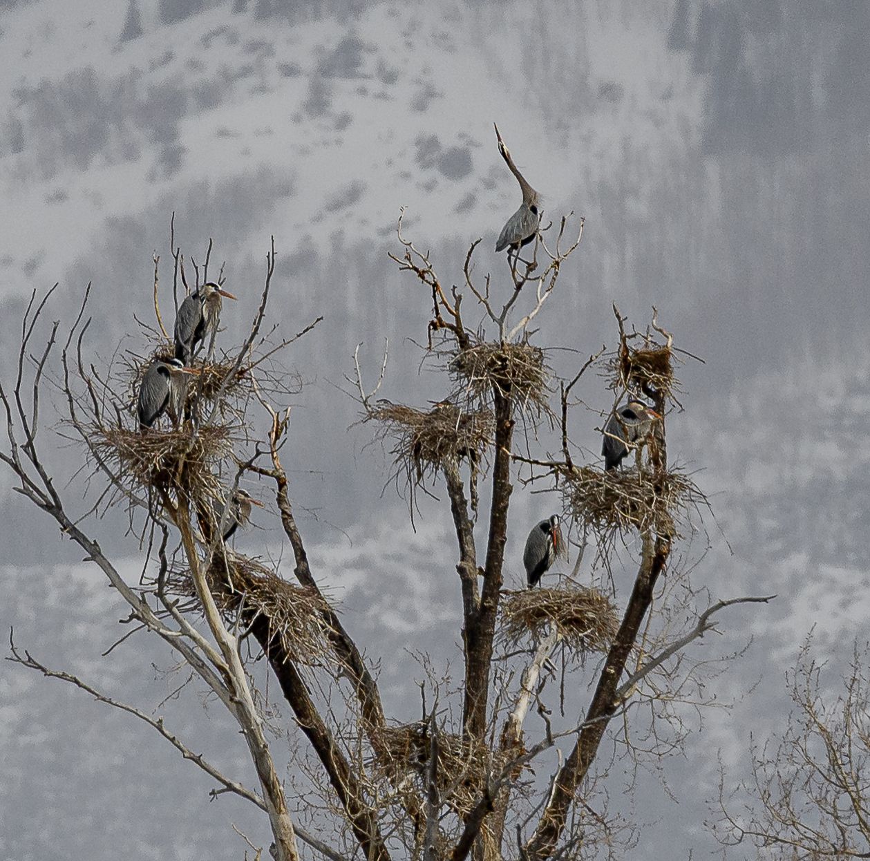 Colony of great blue herons nesting in bare winter tree branches against a snowy mountain backdrop.