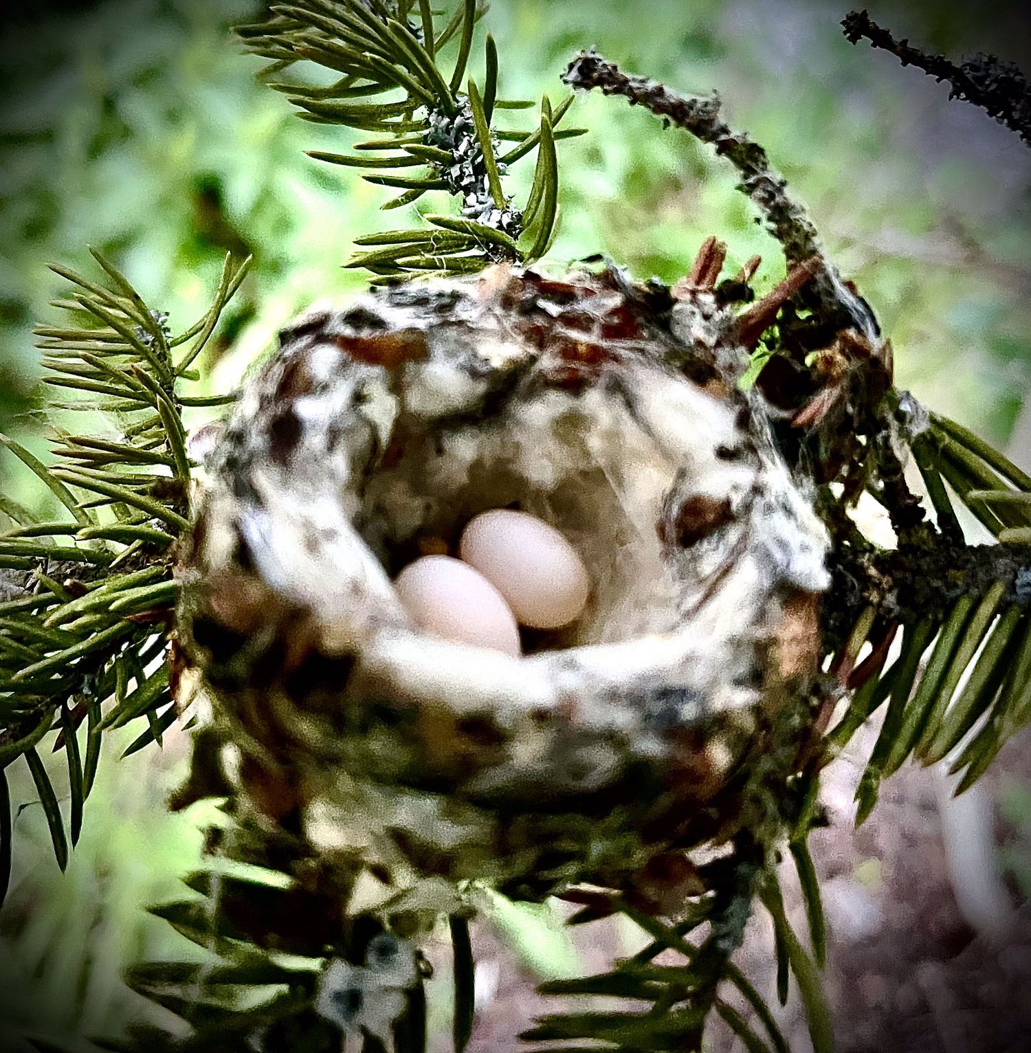 Small bird nest with two white eggs nestled in evergreen pine tree branches.