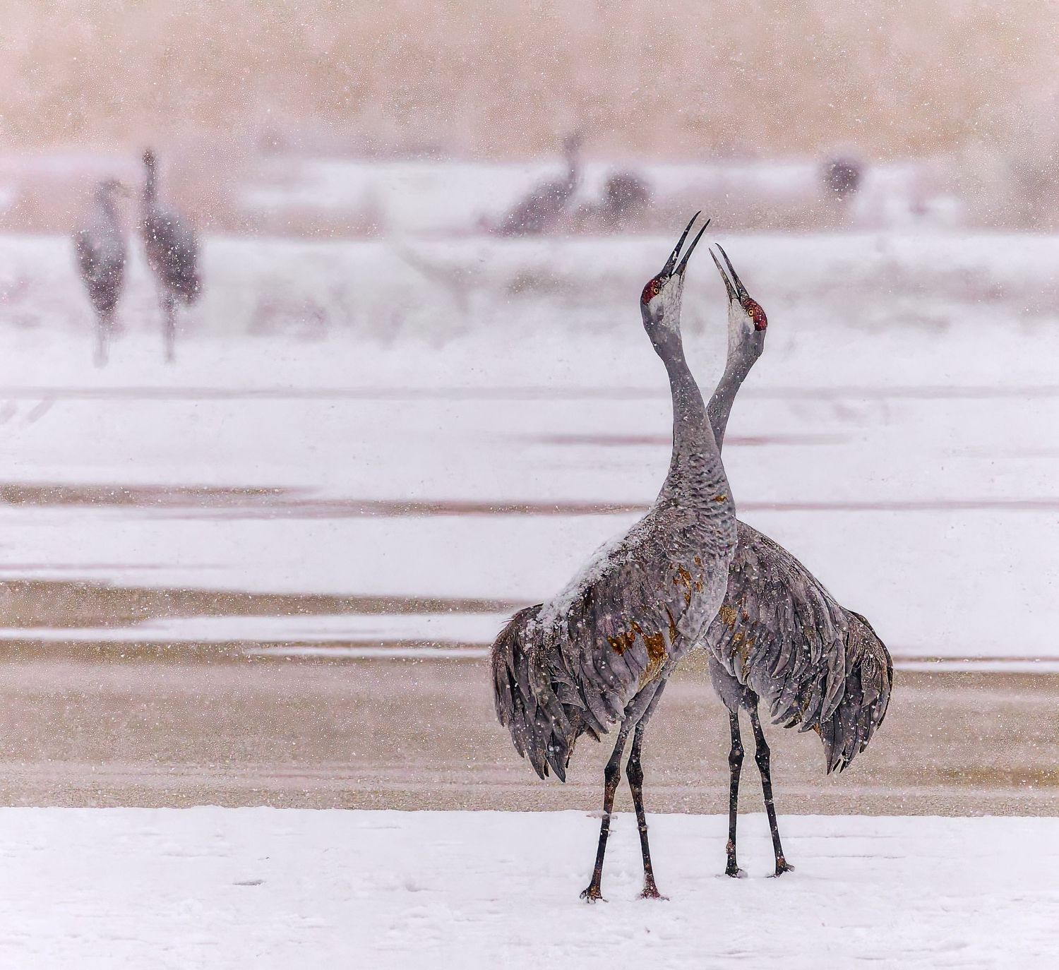 Two sandhill cranes display courtship dance in snowy winter landscape.