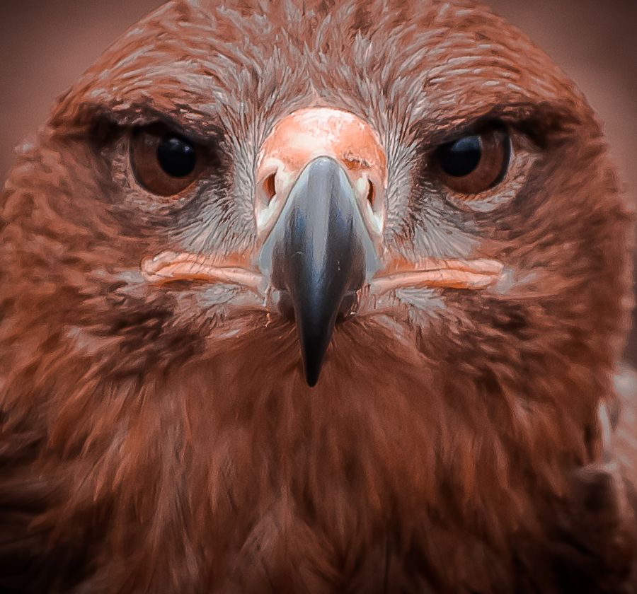 Intense close-up portrait of a red-tailed hawk with piercing eyes and sharp beak.