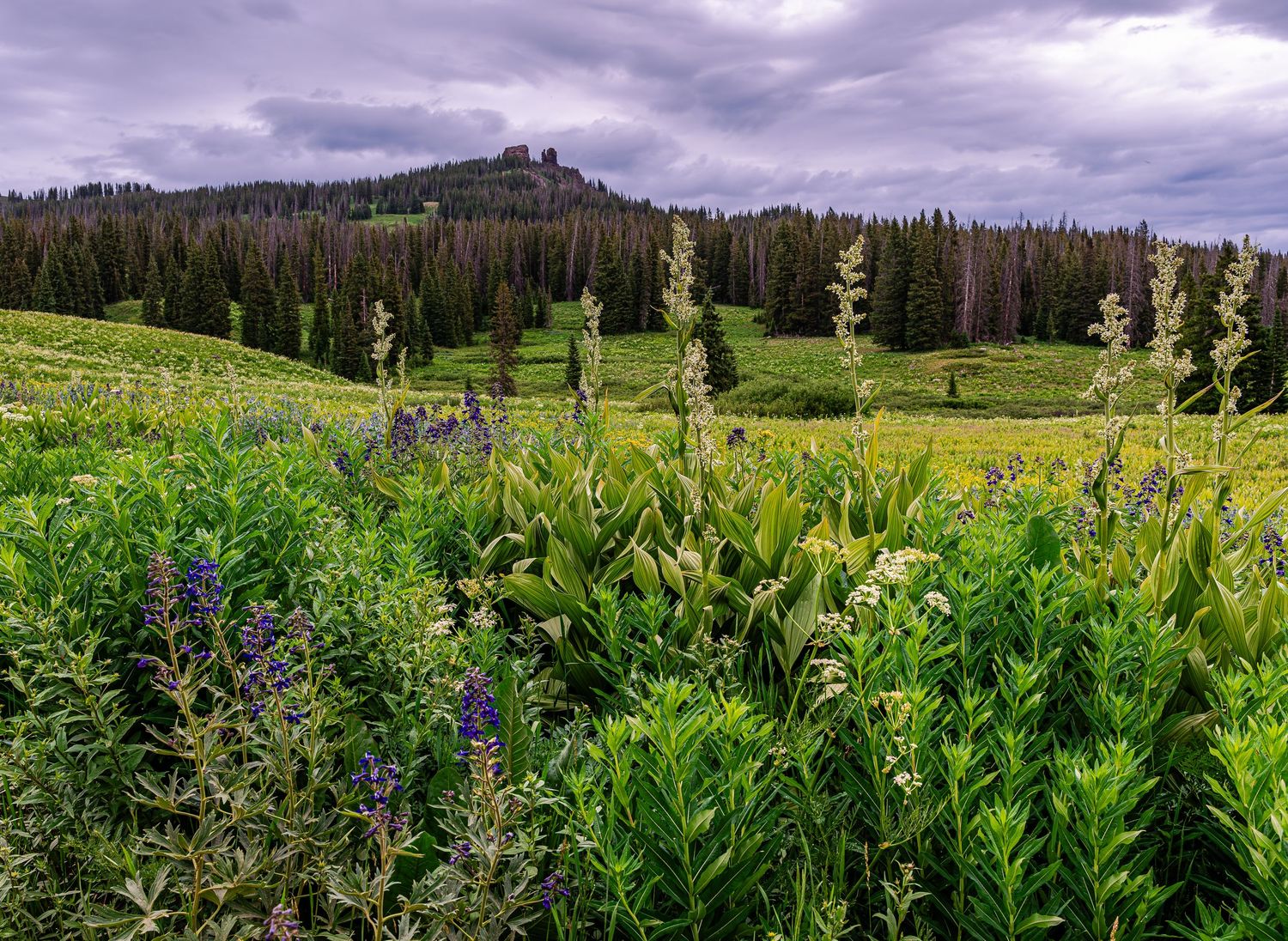 Lush green alpine meadow filled with wildflowers including purple lupine under a cloudy summer sky.
