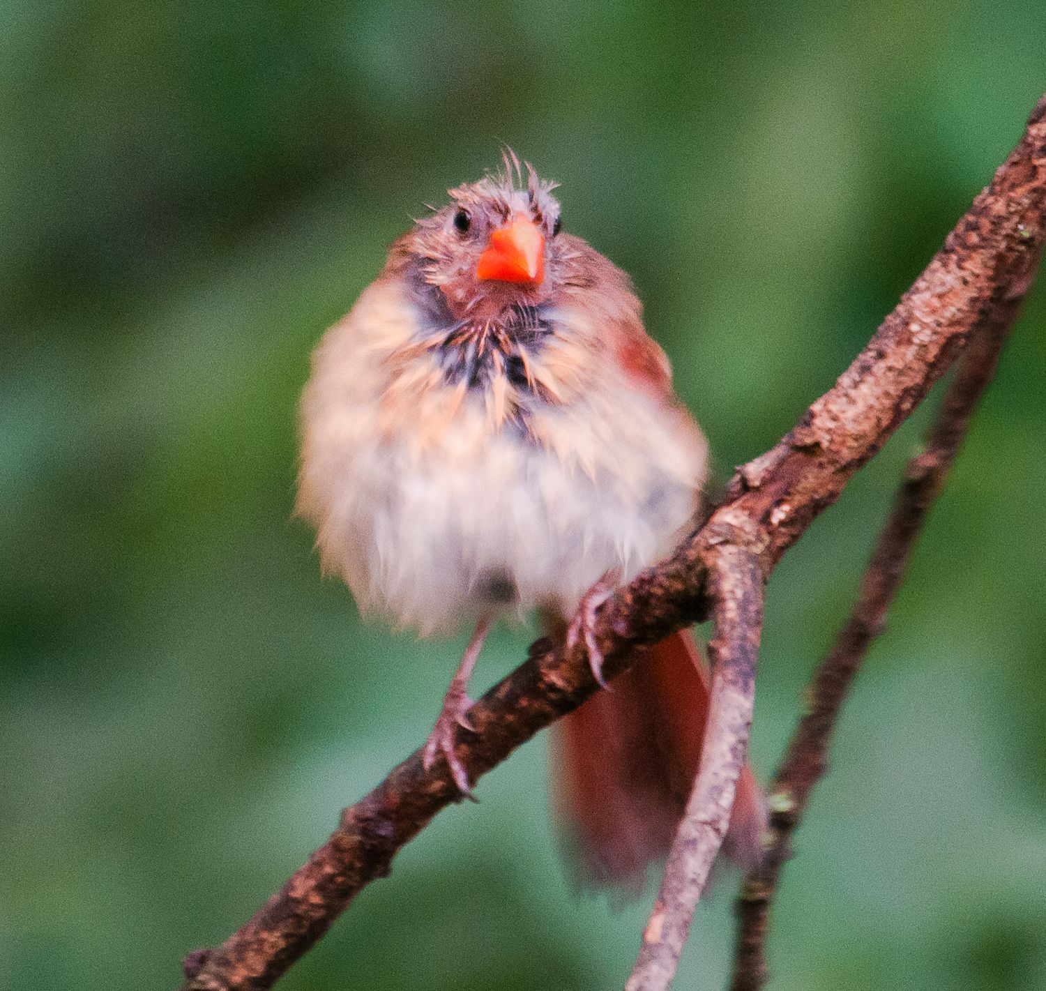 A fluffy juvenile Northern Cardinal perched on a branch with bright orange beak visible.