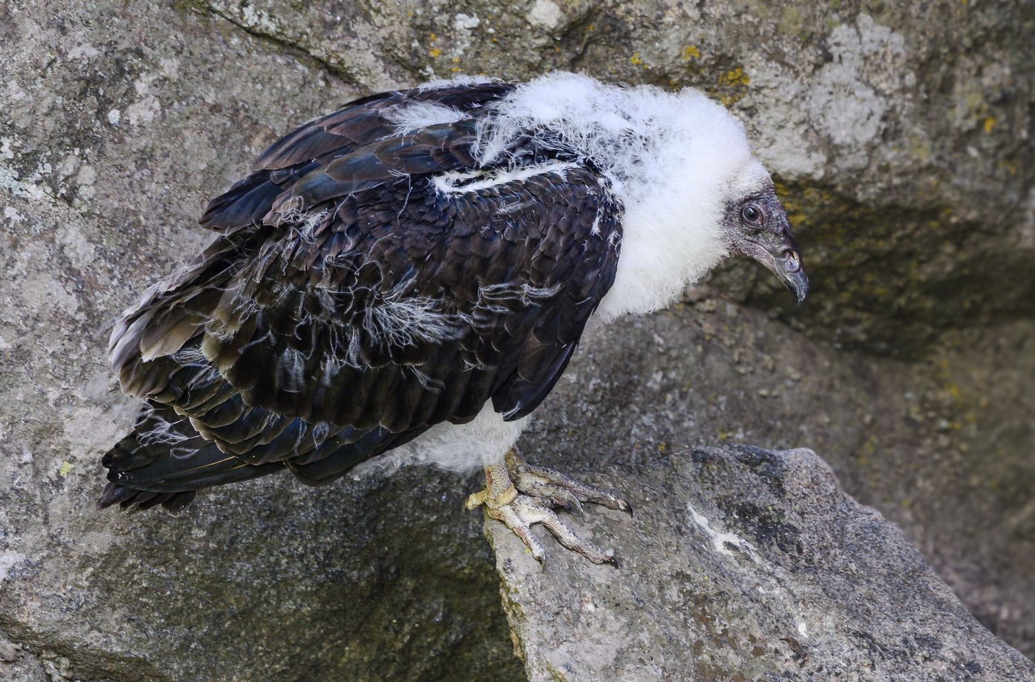Young vulture chick with white fluffy head perched on rocky ledge.