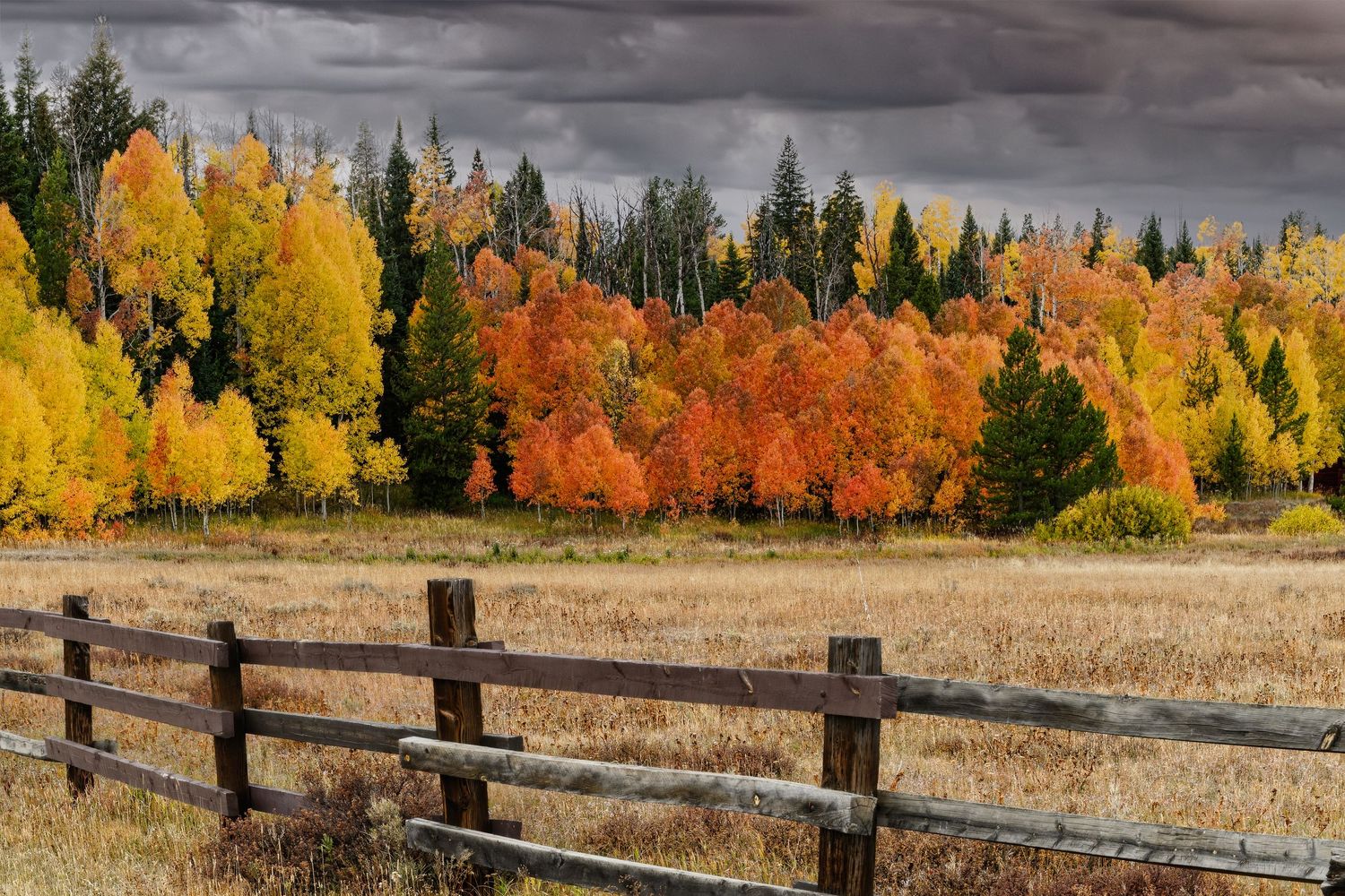 Vibrant autumn foliage in red, orange, and gold behind a wooden fence.