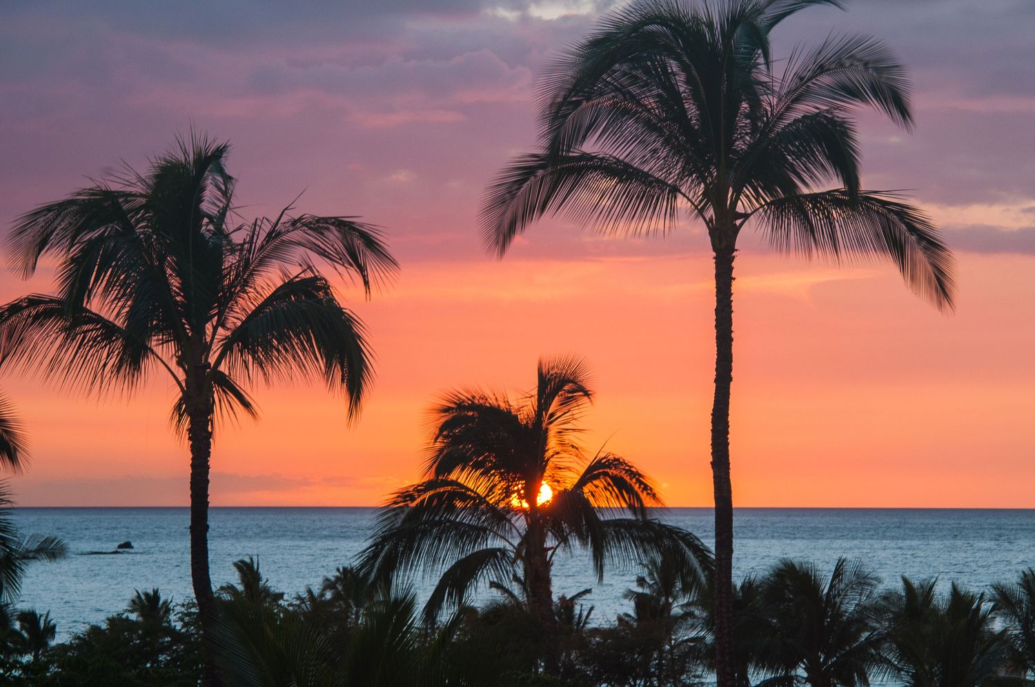 Silhouetted palm trees frame a breathtaking pink and orange tropical sunset over the ocean.