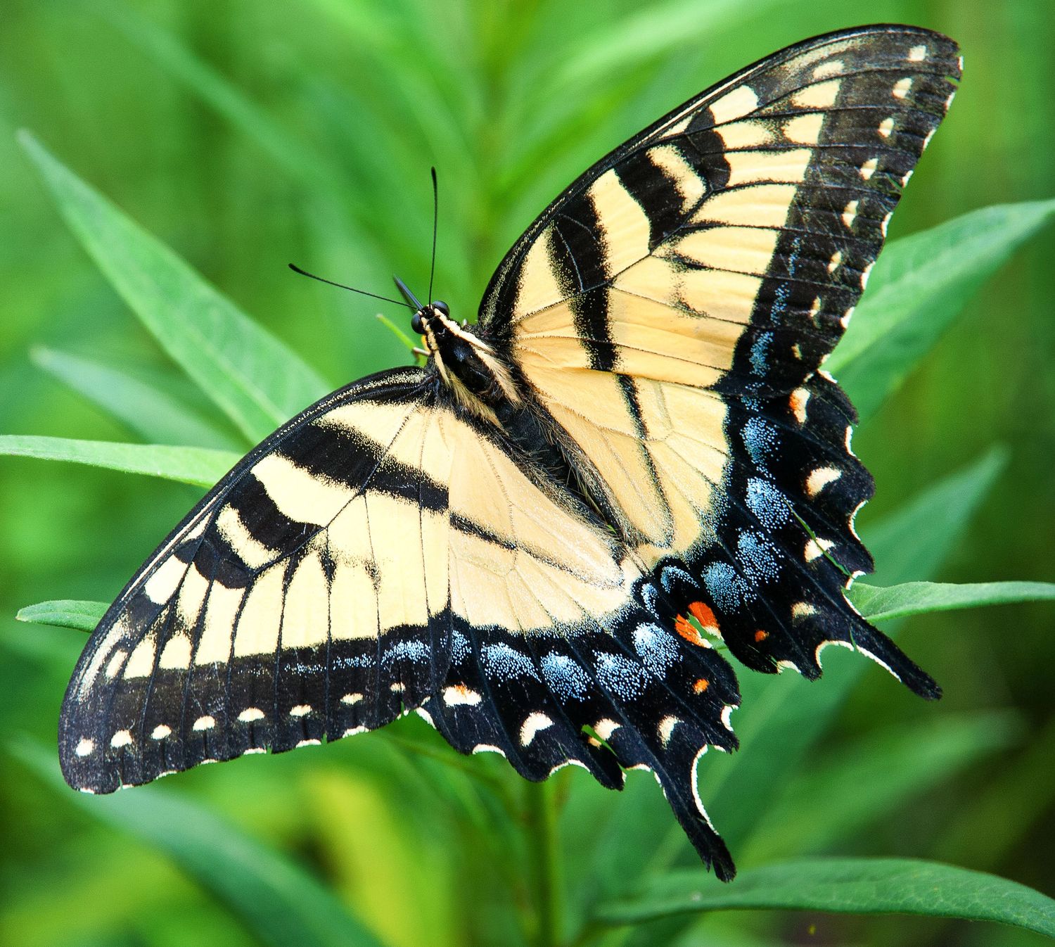 A vibrant Eastern tiger swallowtail butterfly with yellow and black wings rests on green foliage.