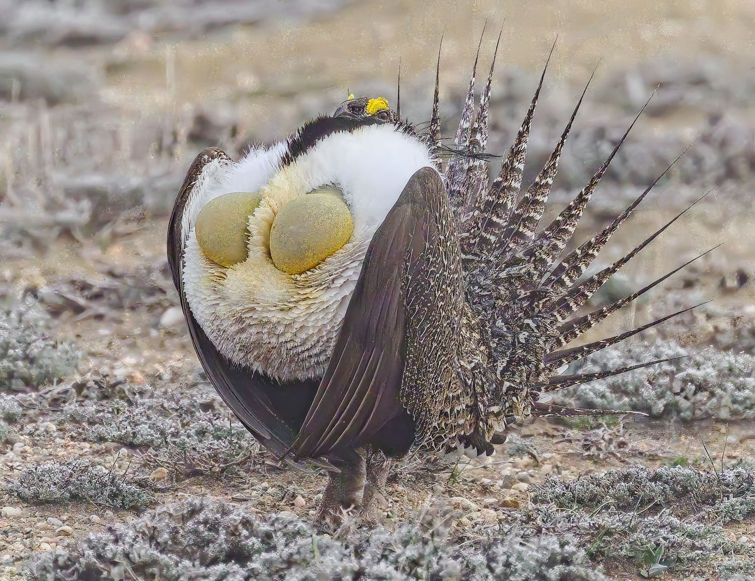 A greater sage-grouse puffs up its white chest and spiky tail feathers during mating display.