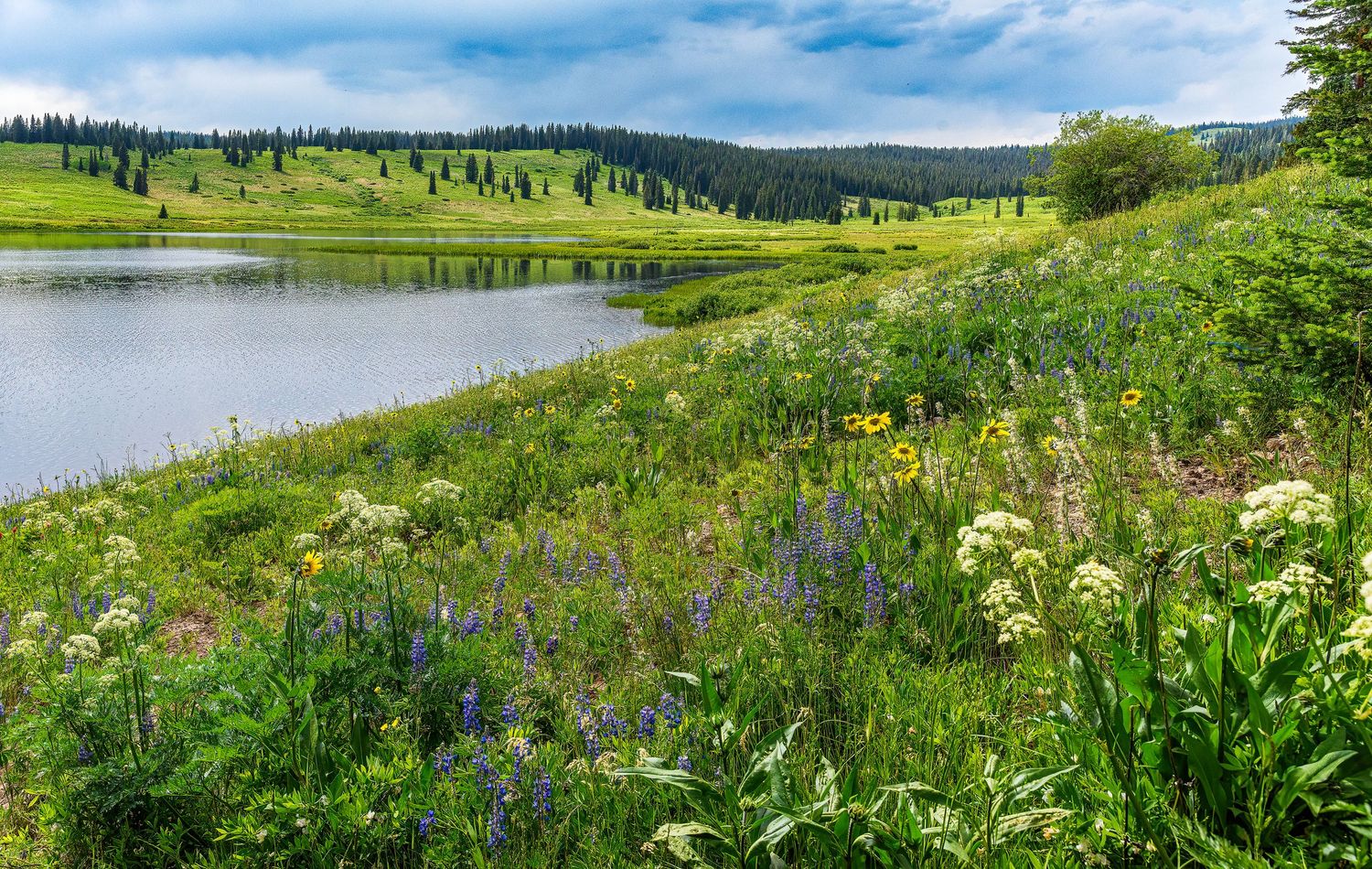 Colorful wildflowers including purple lupine bloom along a peaceful mountain lake shoreline in summer.