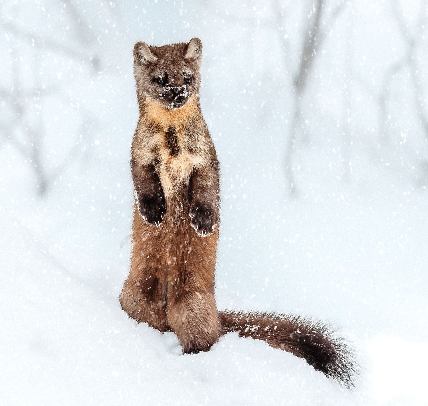 A pine marten stands upright on hind legs in falling snow, showing its bushy tail.