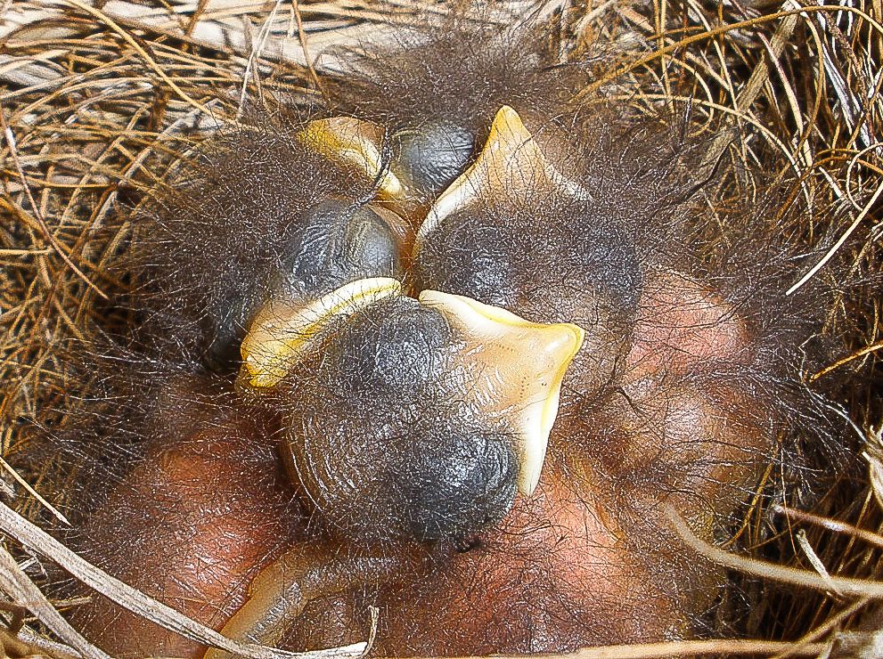 Newly hatched baby birds huddled together in a nest made of dry grass and twigs.