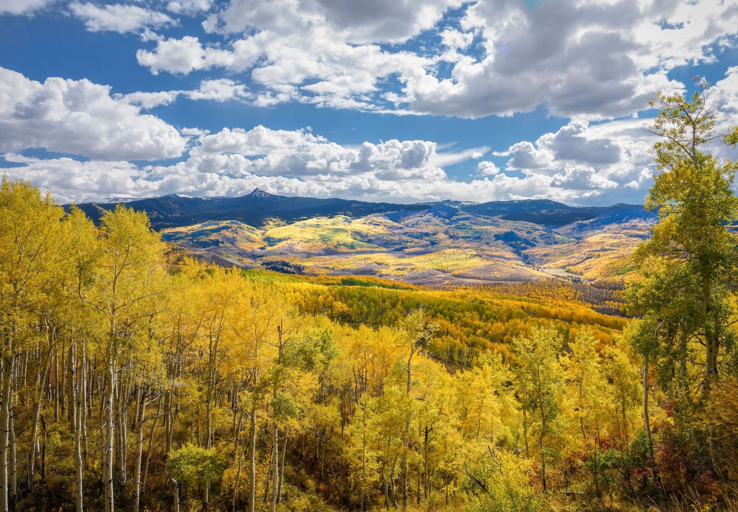 Golden aspen forest in peak fall color with mountain valley and blue sky with white clouds.