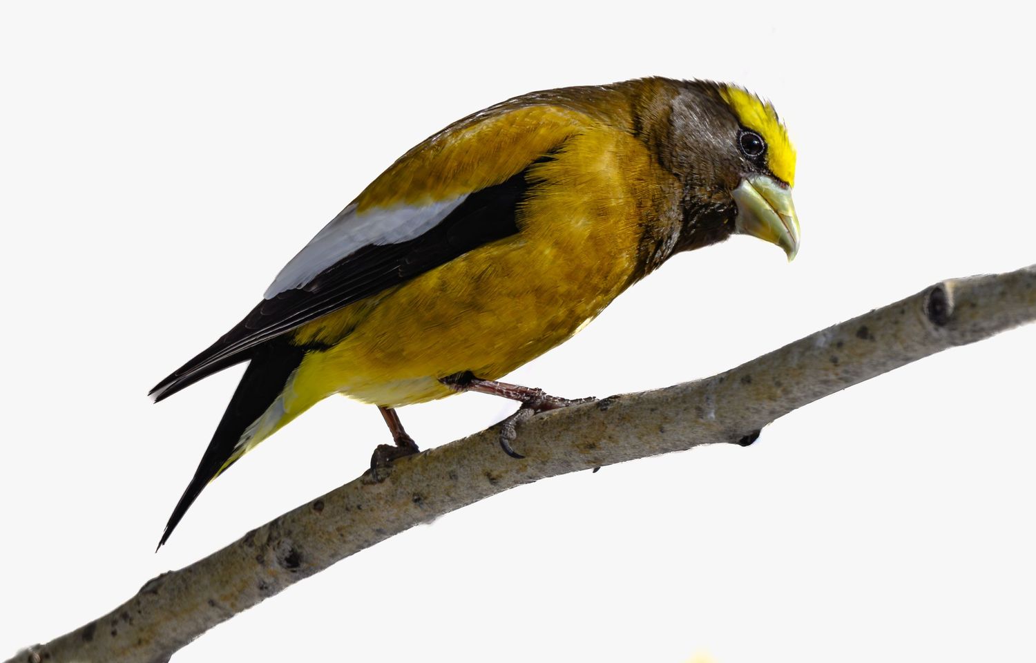 Bright yellow Evening Grosbeak perched on bare branch isolated on white.