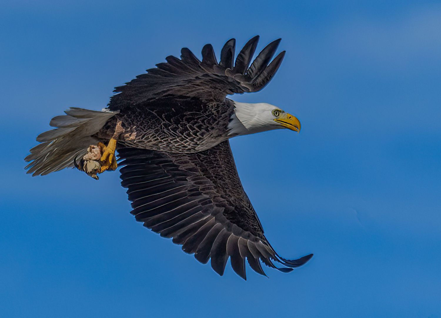 Bald eagle soaring through blue sky with prey clutched in its talons.