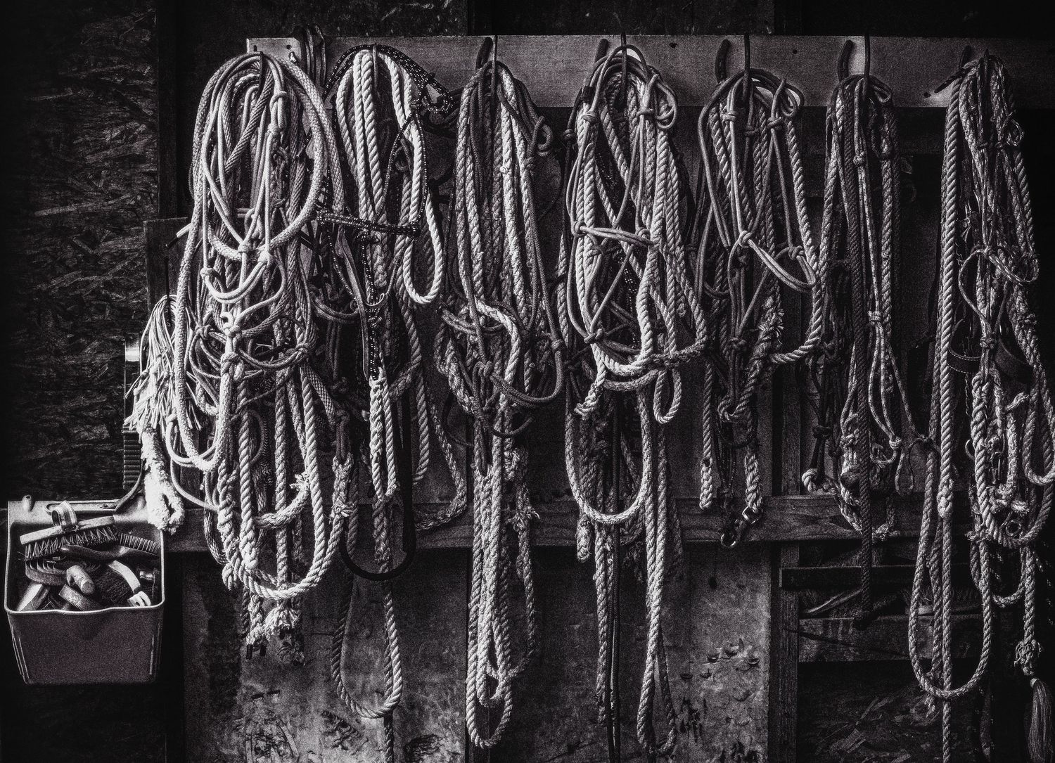 Black and white photo of rope halters and lead ropes hanging on a barn wall.