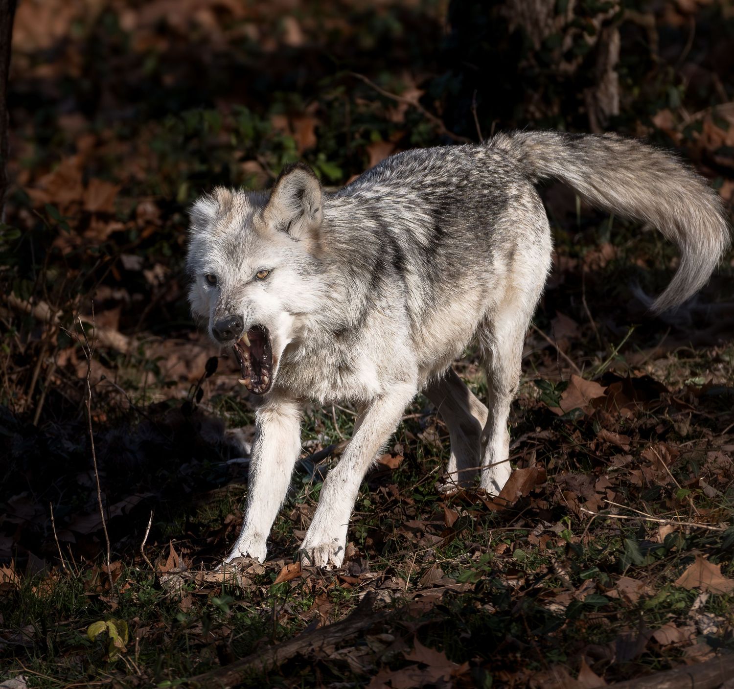 A white and gray wolf walks through fallen autumn leaves in a forest.