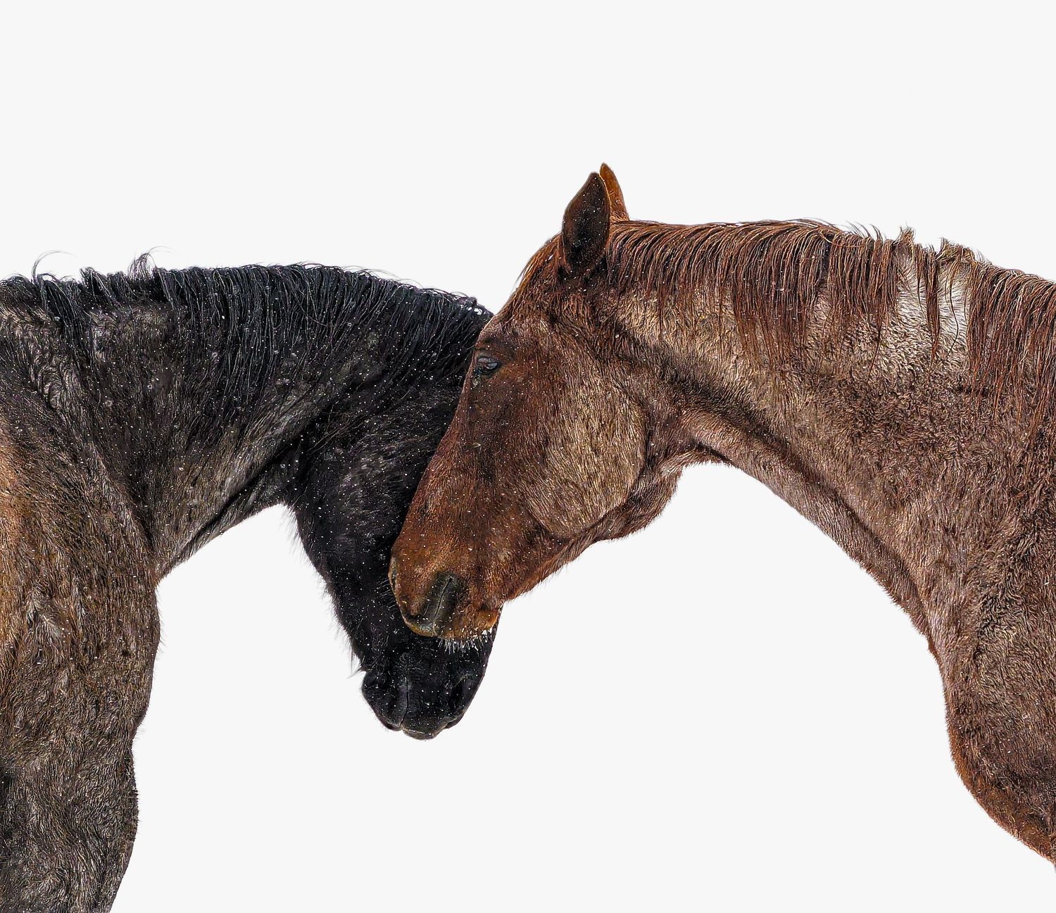 Two horses, one black and one brown, touch noses tenderly against a white background.