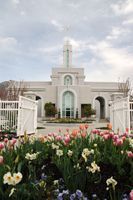 White LDS Mount Timpanogos temple with steeple surrounded by colorful tulips and daffodils in full spring bloom under a cloudy sky.