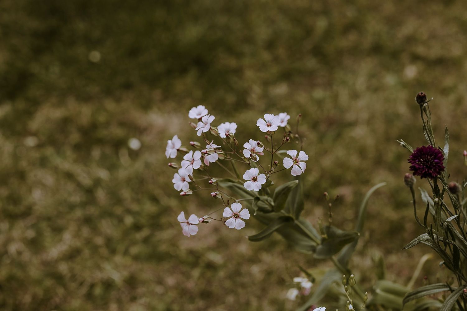 Delicate white wildflowers blooming against blurred grass background.