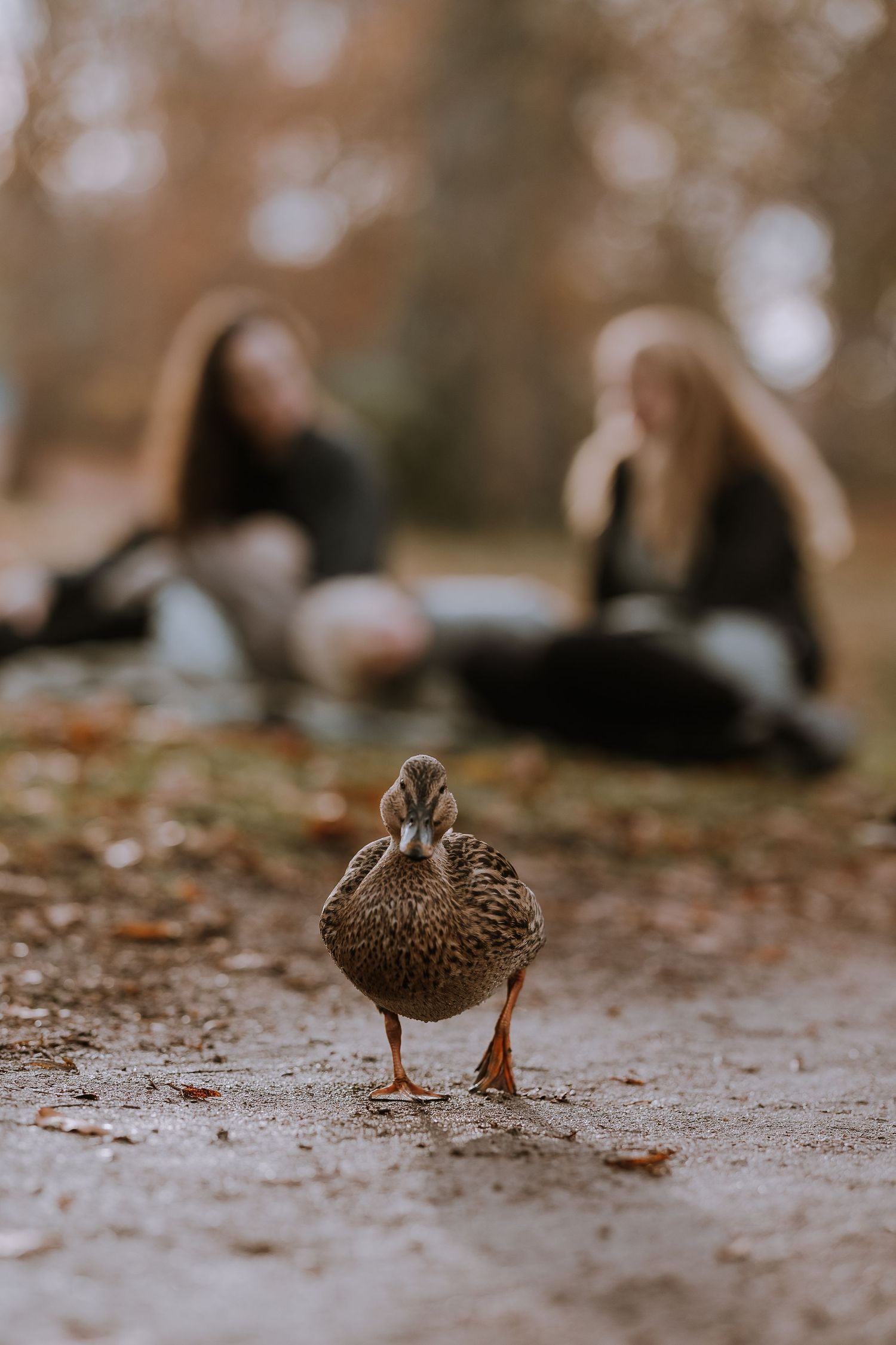 Three brown ducks walking in a line on a gravel path during autumn season.
